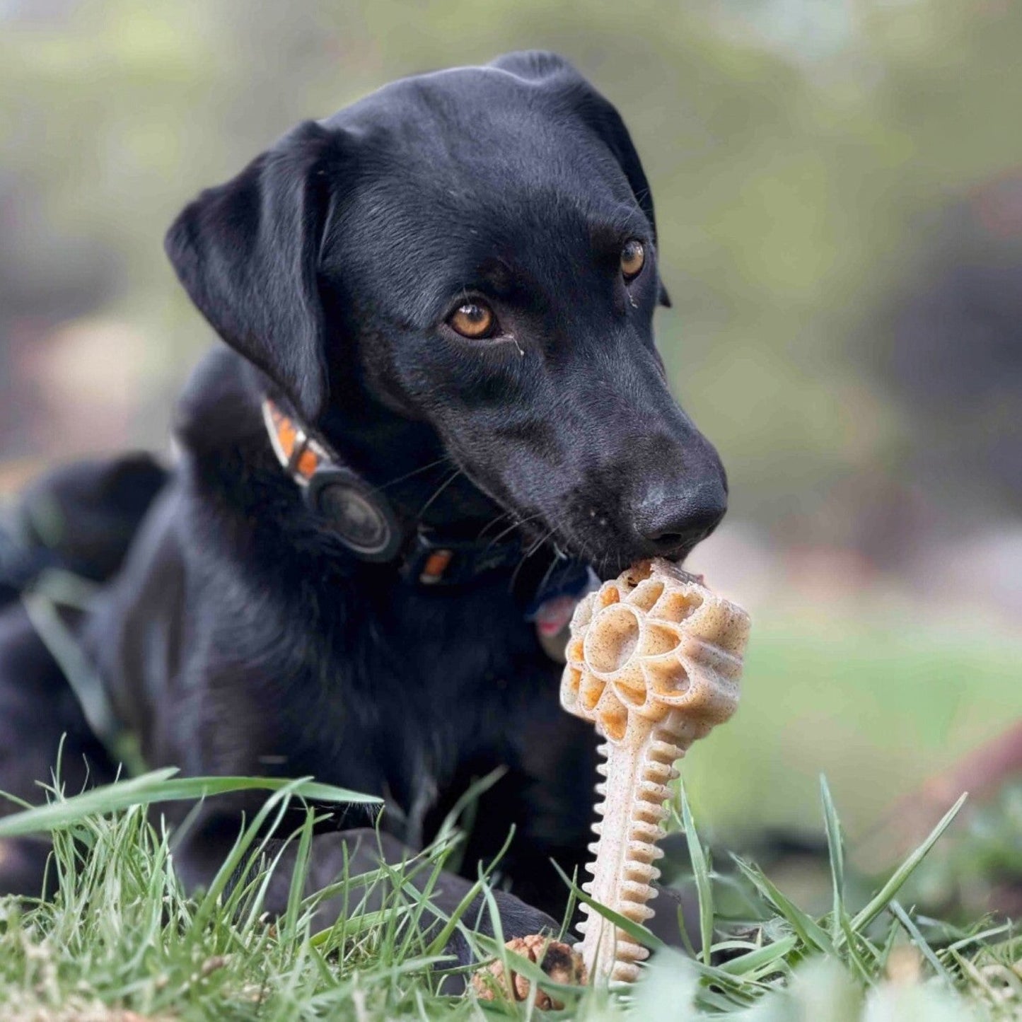 Honey Bone Dental Flower Tower Indestructible Nylon Dog Chew - gallery image 7