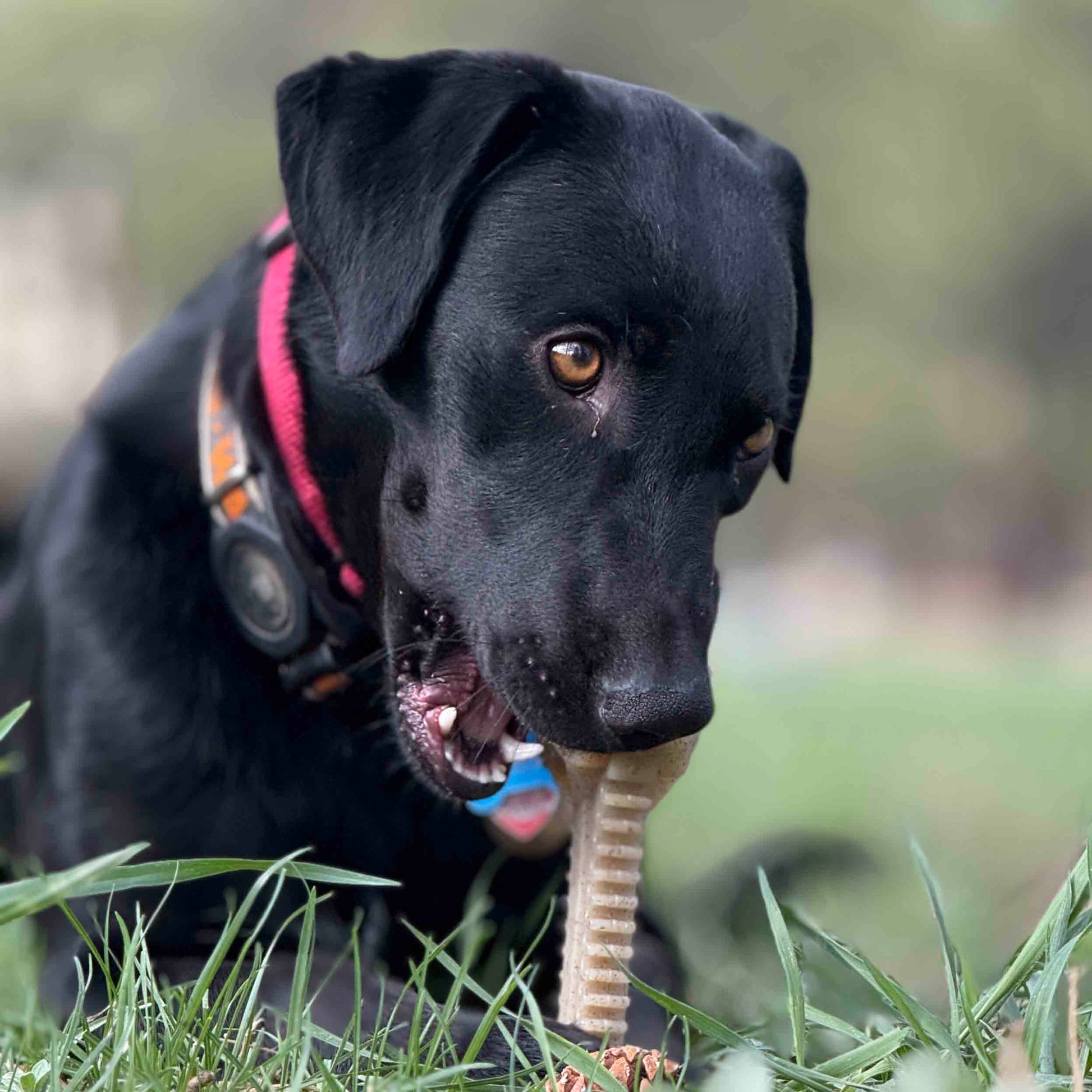Honey Bone Dental Flower Tower Indestructible Nylon Dog Chew - gallery image 9