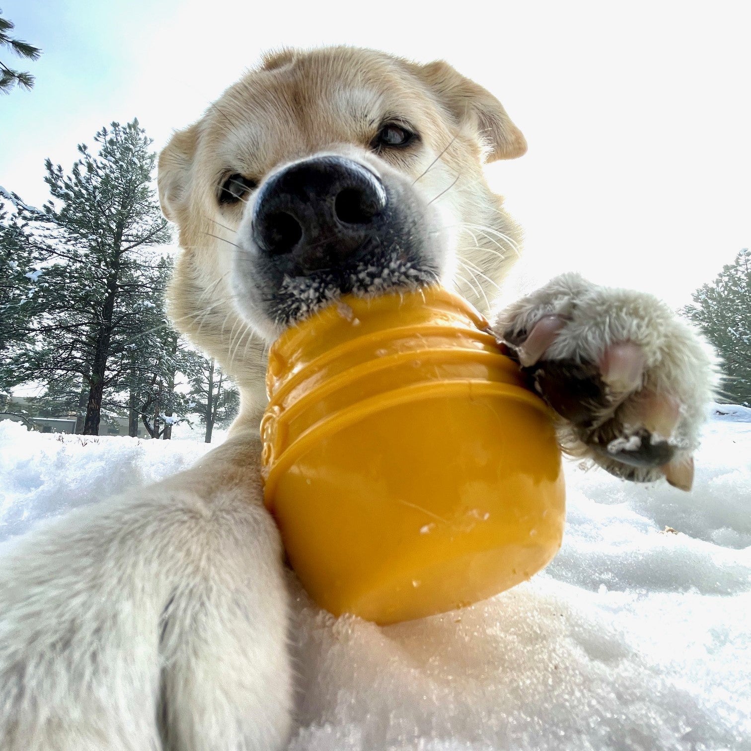 Honey Pot Dog Ecup Treat Dispenser Durable Pup X Rubber Toy - lifestyle view