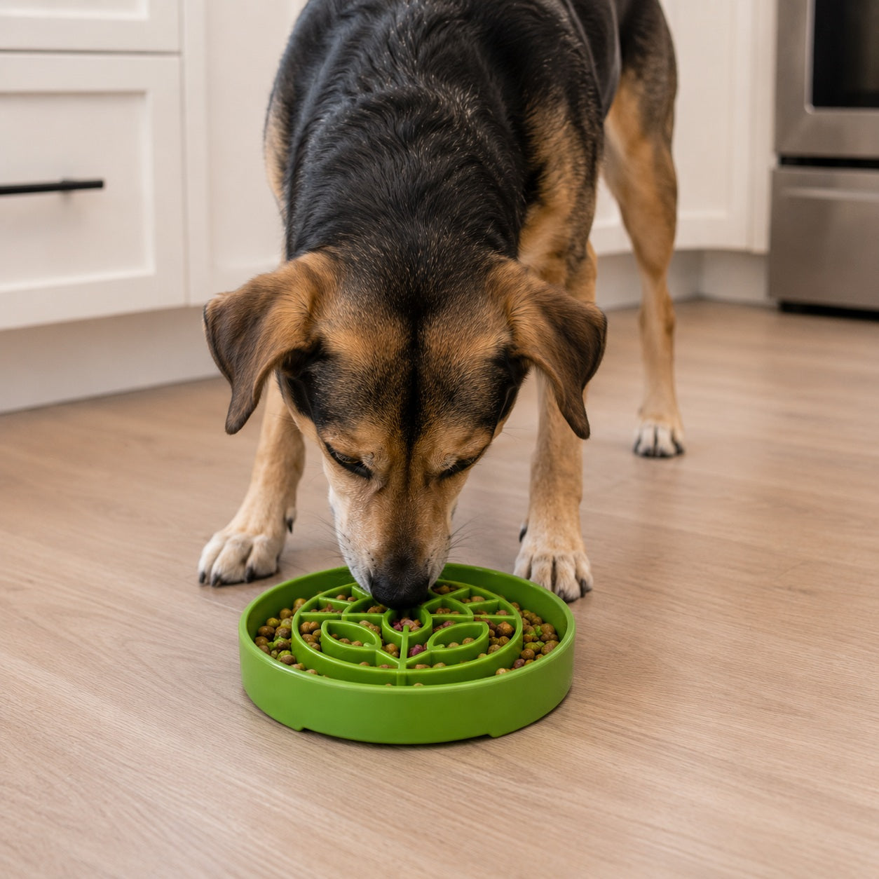 Garden Design Etray Shallow Slow Feeder Dog Bowl For USA Pet - gallery image 7
