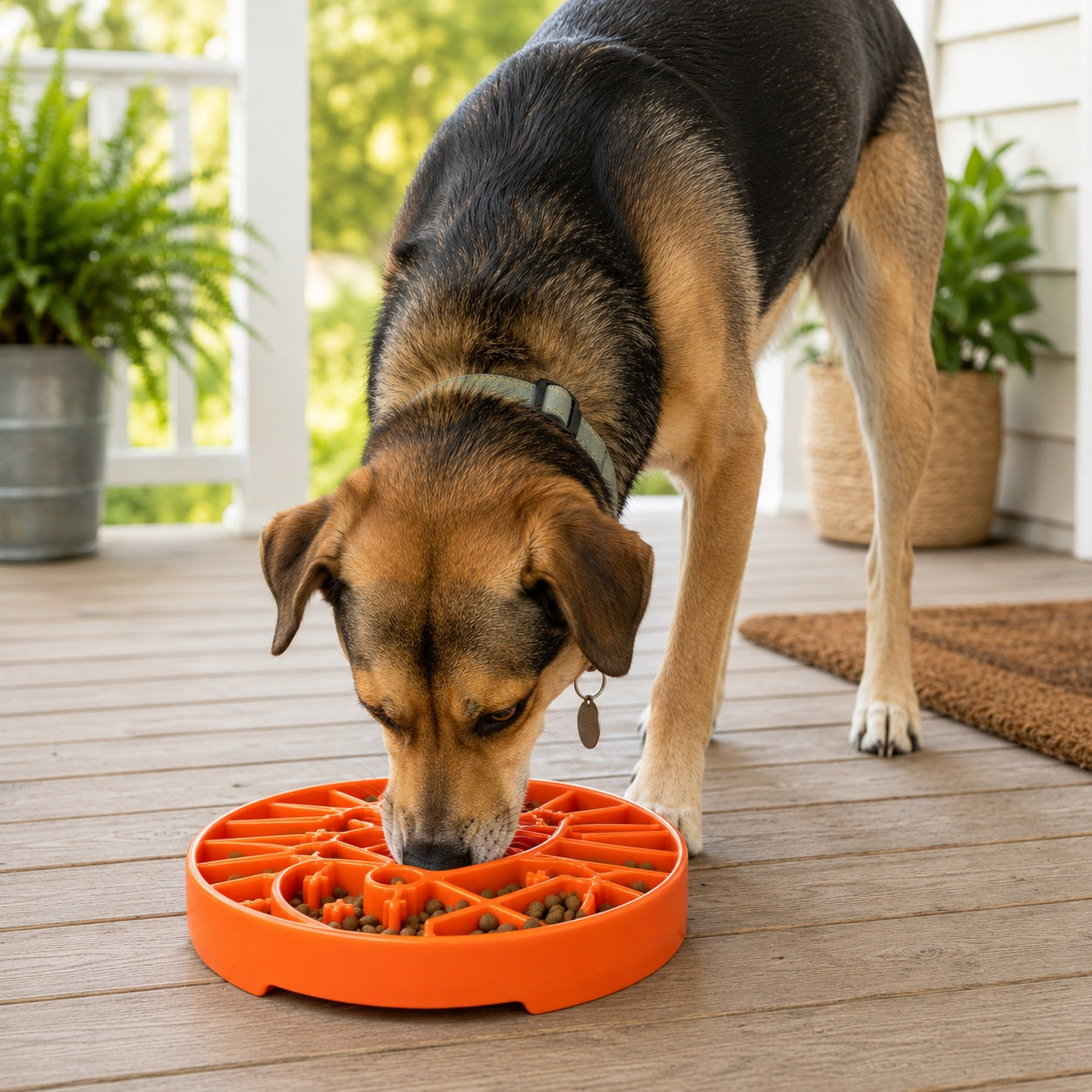 Sun And Moon Etray Shallow Slow Feeder Dog Bowl For USA Made - gallery image 12