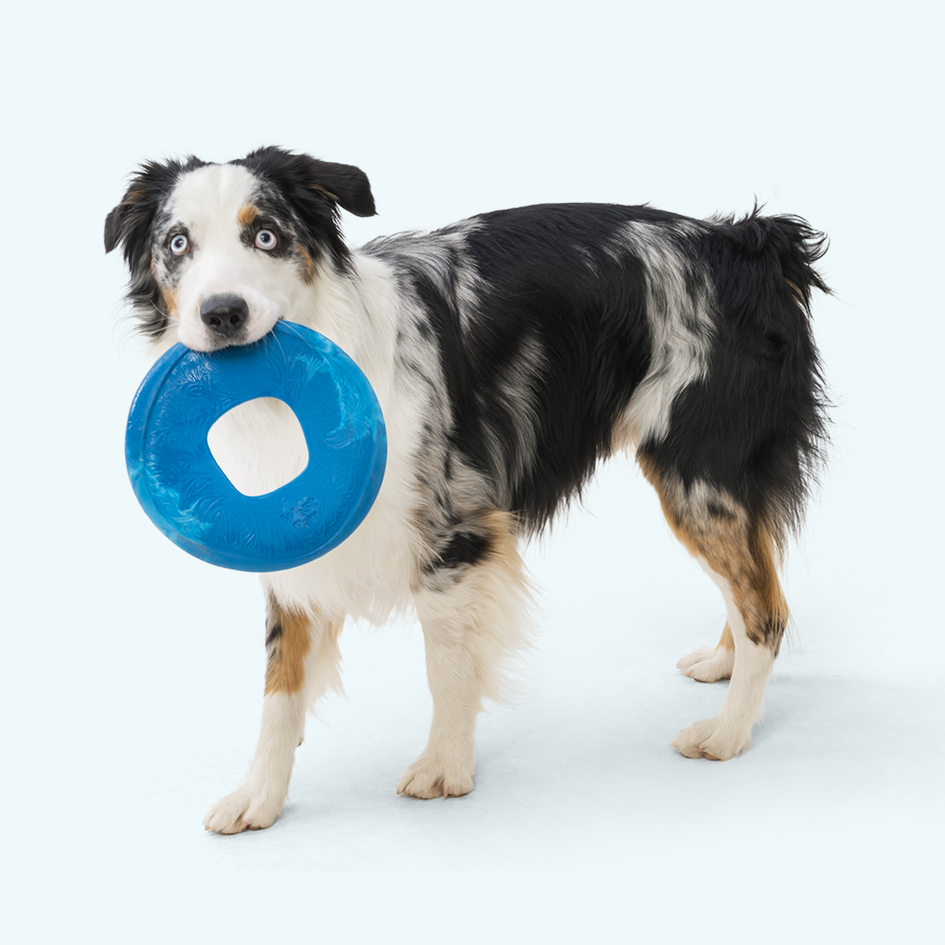 Sailz Interactive Dog Toy Durable Play Premium - close up view