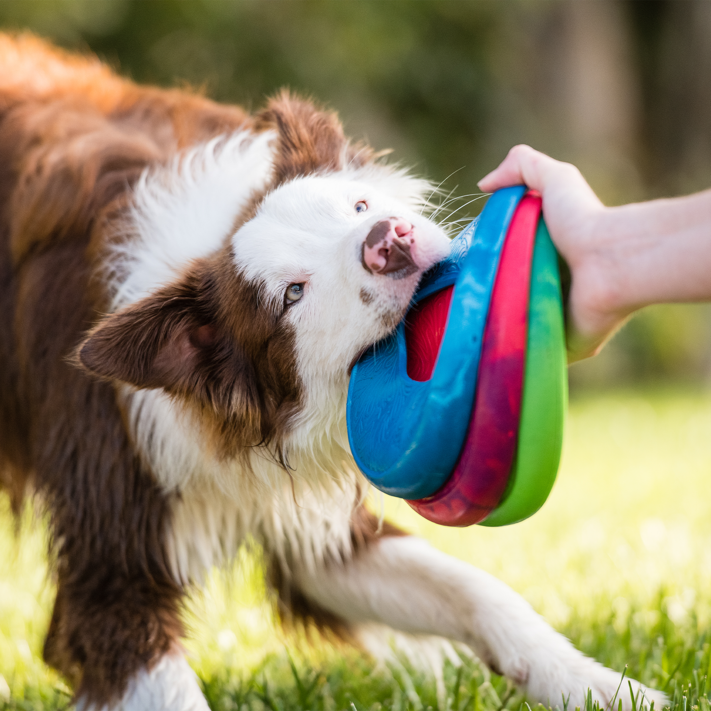 Sailz Interactive Dog Toy Durable Play Premium - lifestyle view