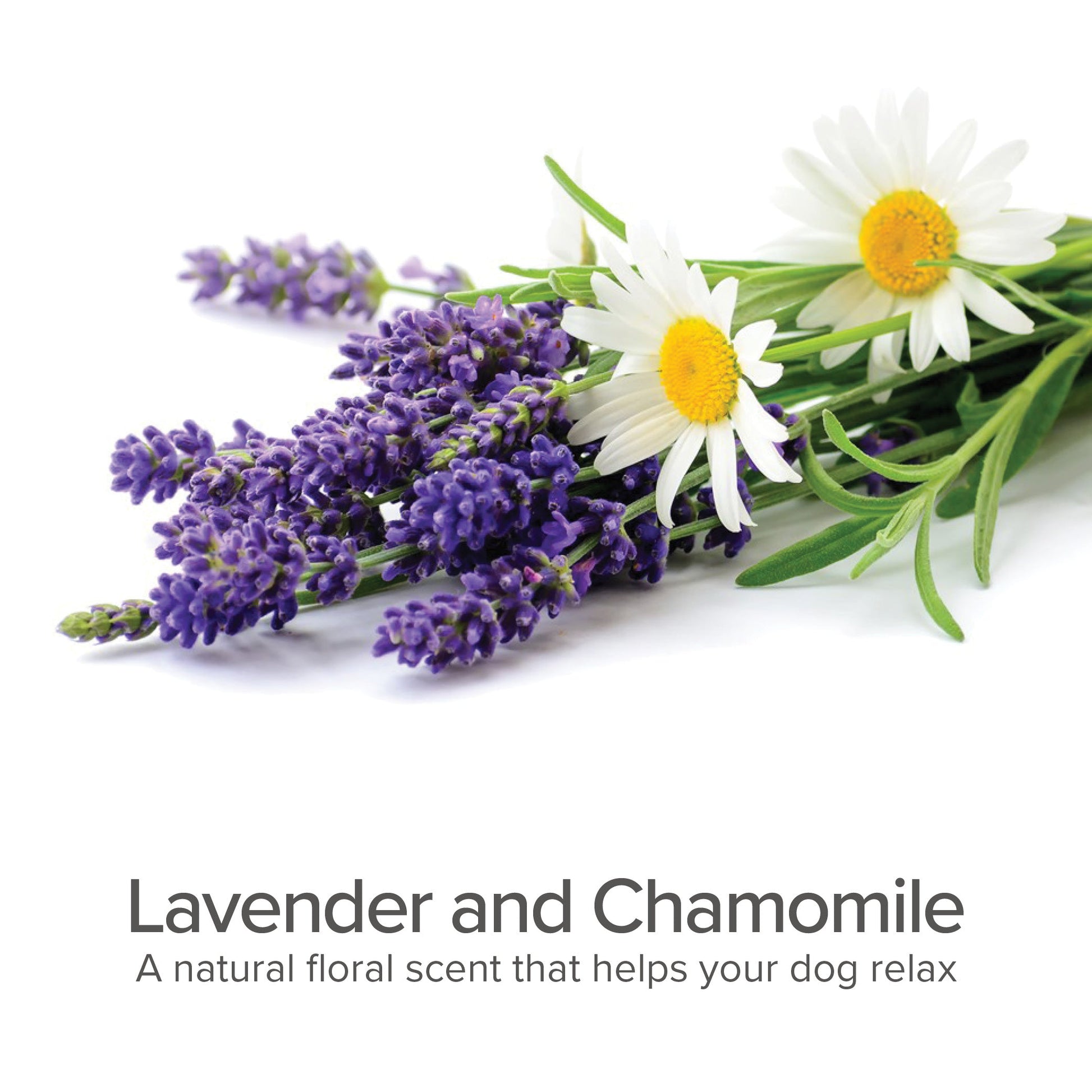 Pet Grooming Supplies 4 in 1 Daily Shampoo & Conditioner Lav - detail view