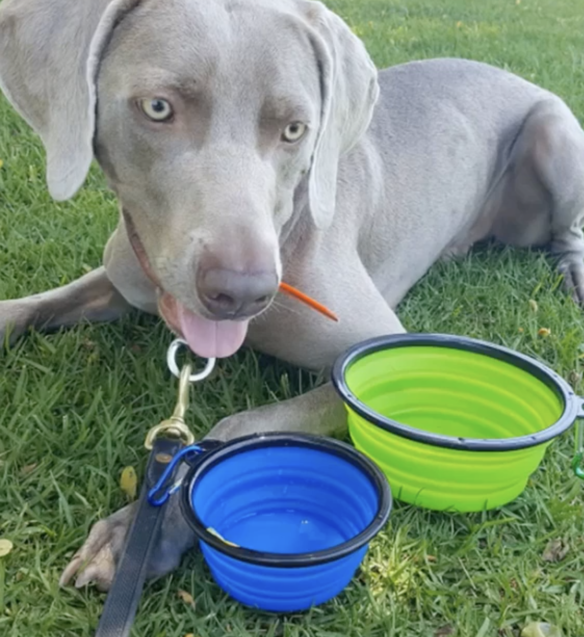Pet Feeding Supplies 2 Pak XL 34oz Collapsible Travel Bowls - gallery image 7