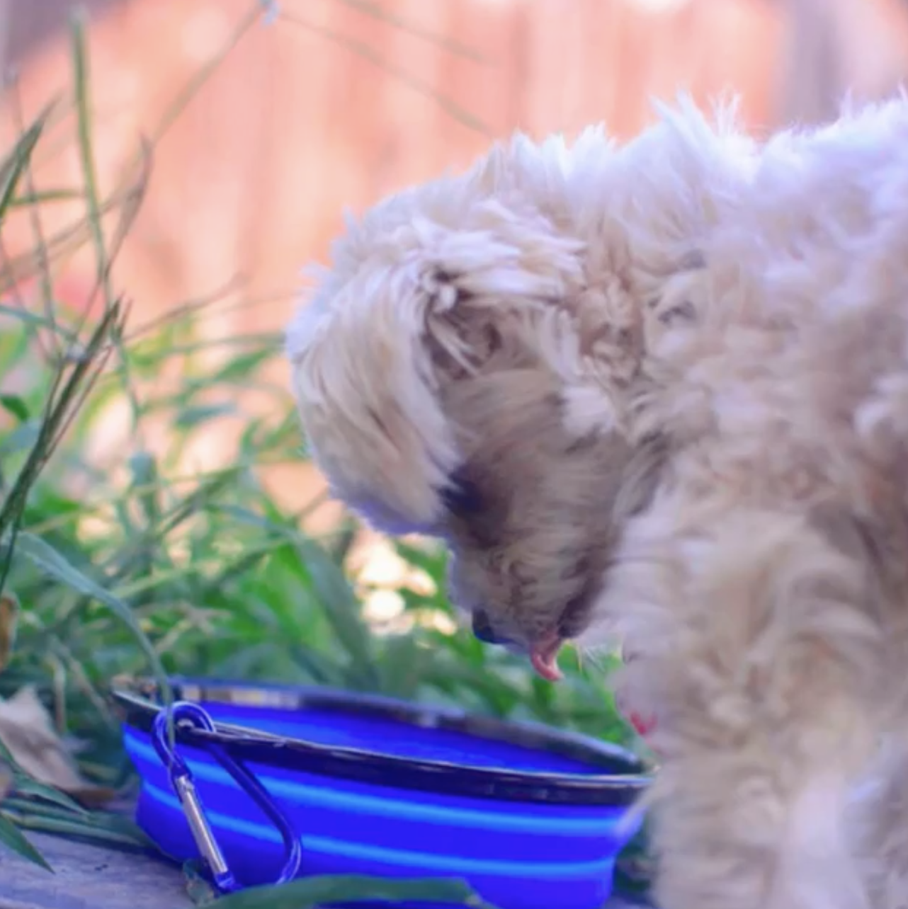 Single Blue Silicone Collapsible Travel Bowl - 12oz - gallery image 7