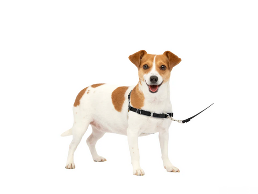 Dog Harness Adjustable Walking Vest Premium Small Comfort - main product image