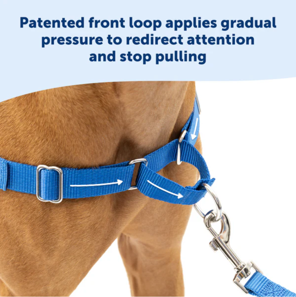 Dog Harness Adjustable Walking Vest Premium Small Comfort - lifestyle view