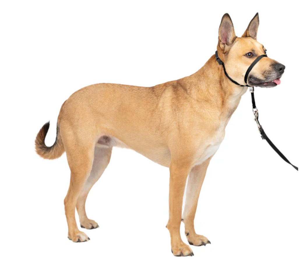 Petsafe Gentle Leader Headcollar No Pull Dog Collar 30501 - main product image