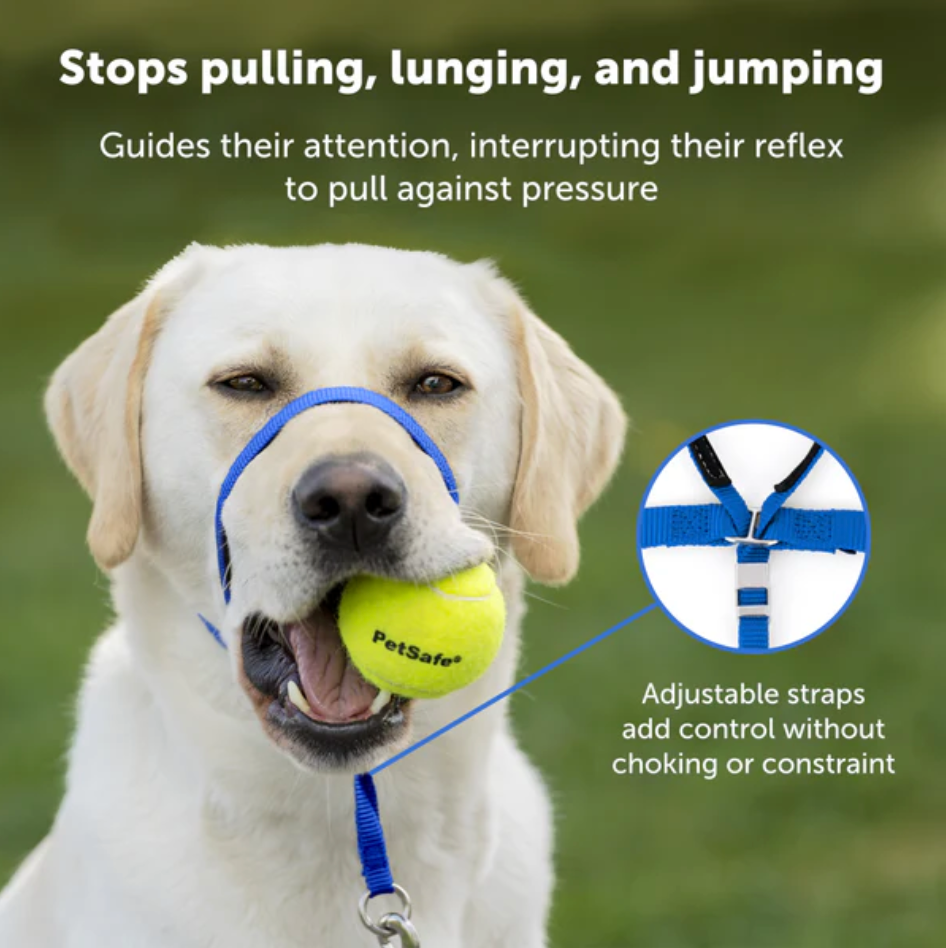 Dog Collar Adjustable Everyday Wear Premium Small Comfort - lifestyle view