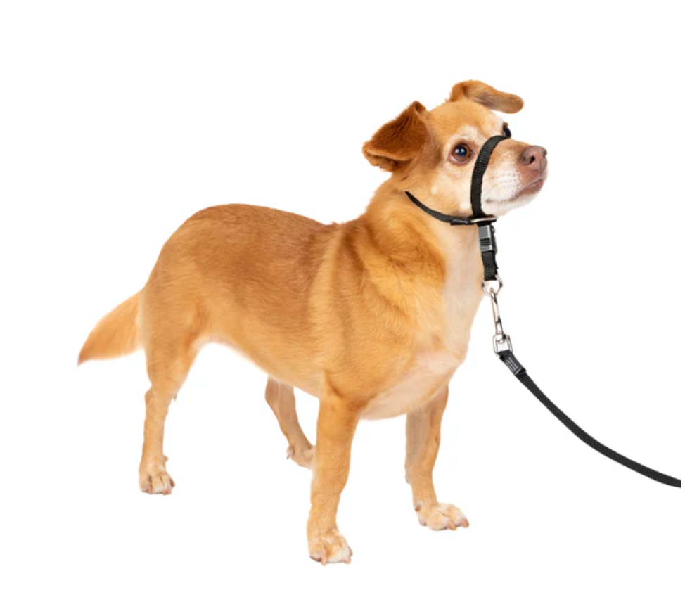 Dog Collar Adjustable Everyday Wear Premium Small Comfort - main product image