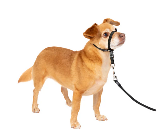 Dog Collar Adjustable Everyday Wear Premium Small Comfort - main product image