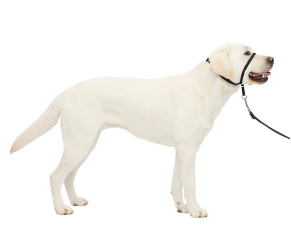 Petsafe Gentle Leader Headcollar No Pull Dog Collar 92645 - main product image
