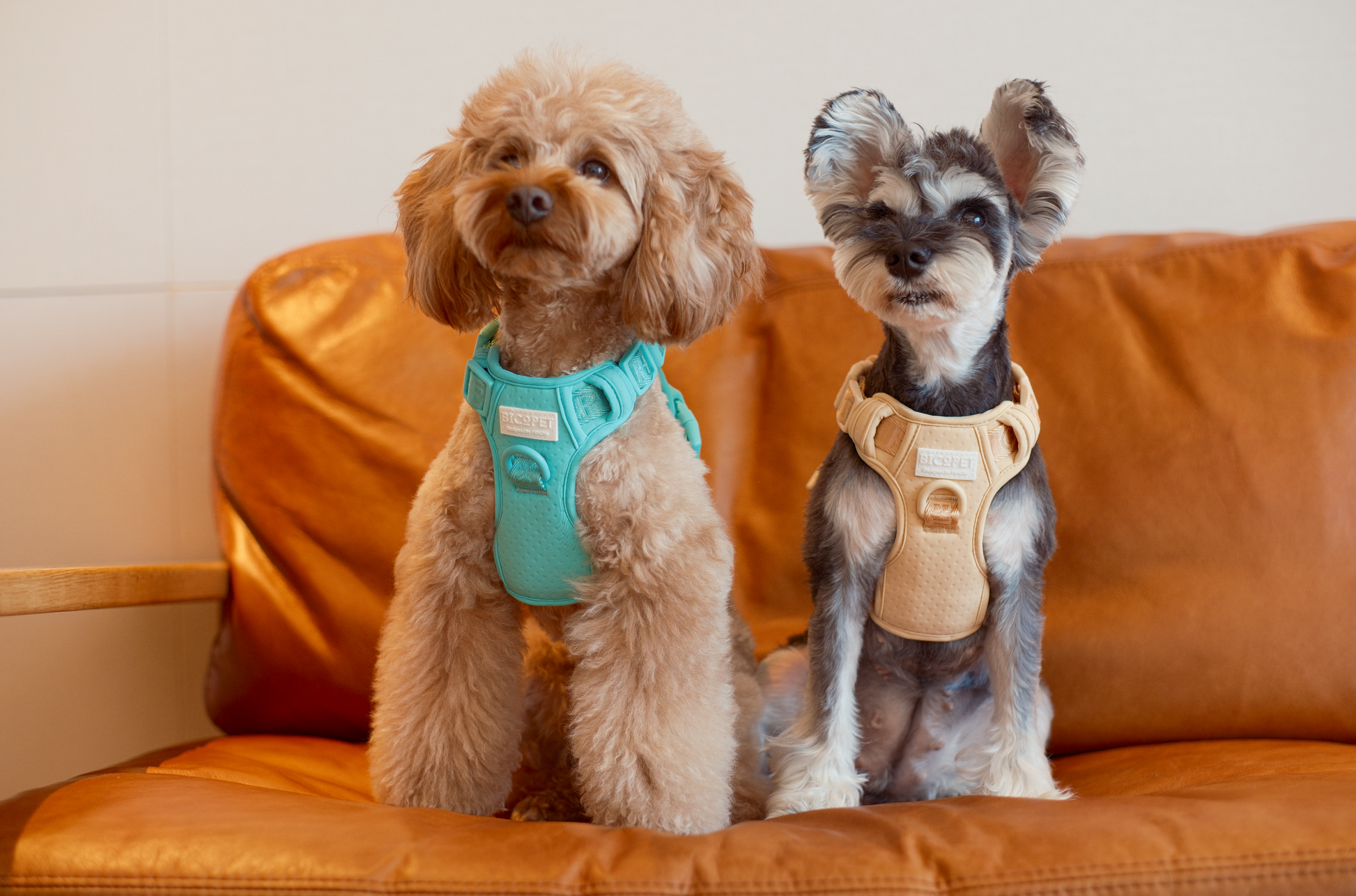 Dog Harness No Pull Active Fit Adjustable MINT GREEN Walking - gallery image 7
