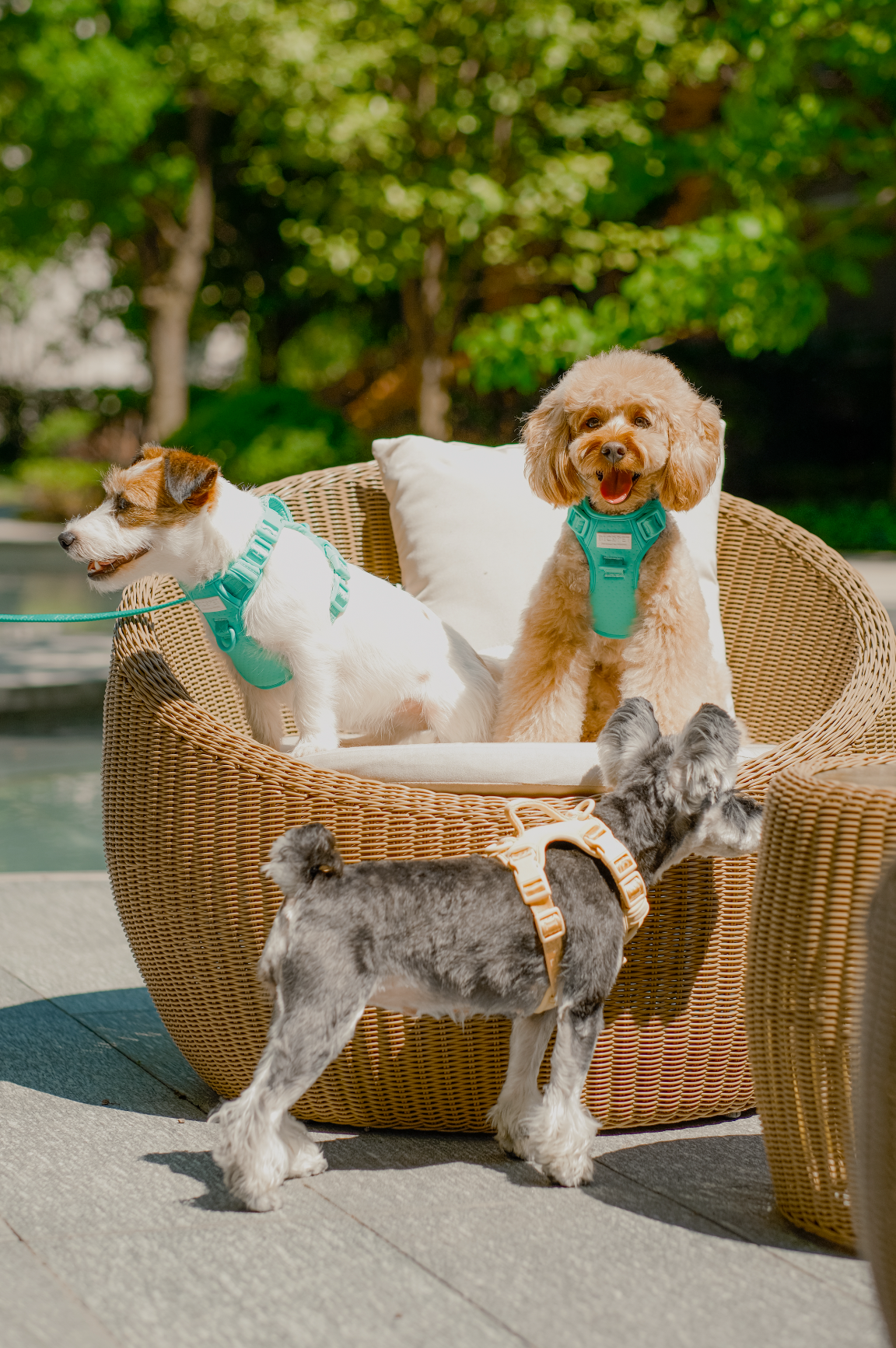Dog Harness No Pull Active Fit Adjustable MINT GREEN Walking - gallery image 9