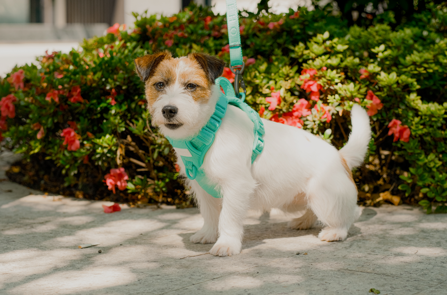 Dog Harness No Pull Active Fit Adjustable MINT GREEN Walking - lifestyle view