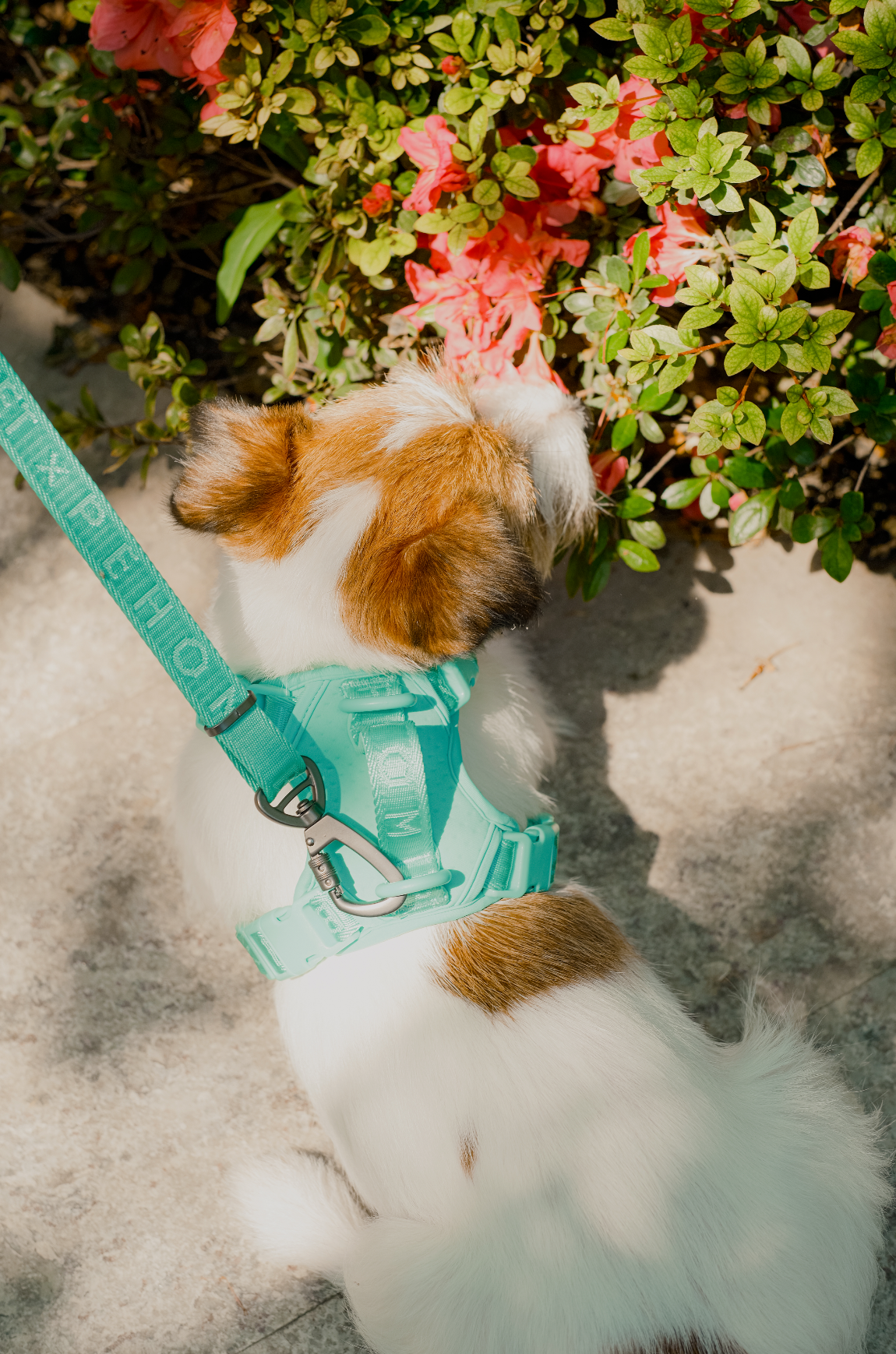 Dog Harness No Pull Active Fit Adjustable MINT GREEN Walking - close up view