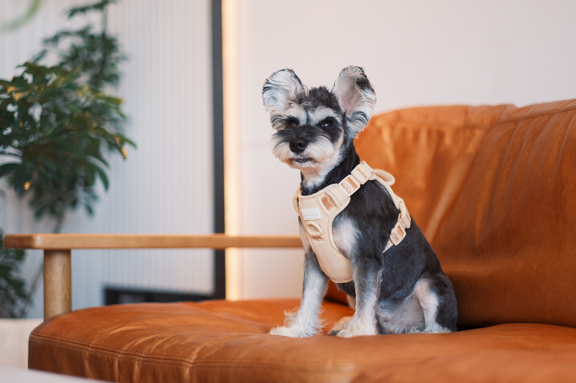 Dog Harness No Pull Active Fit Adjustable APRICOT Walking - lifestyle view
