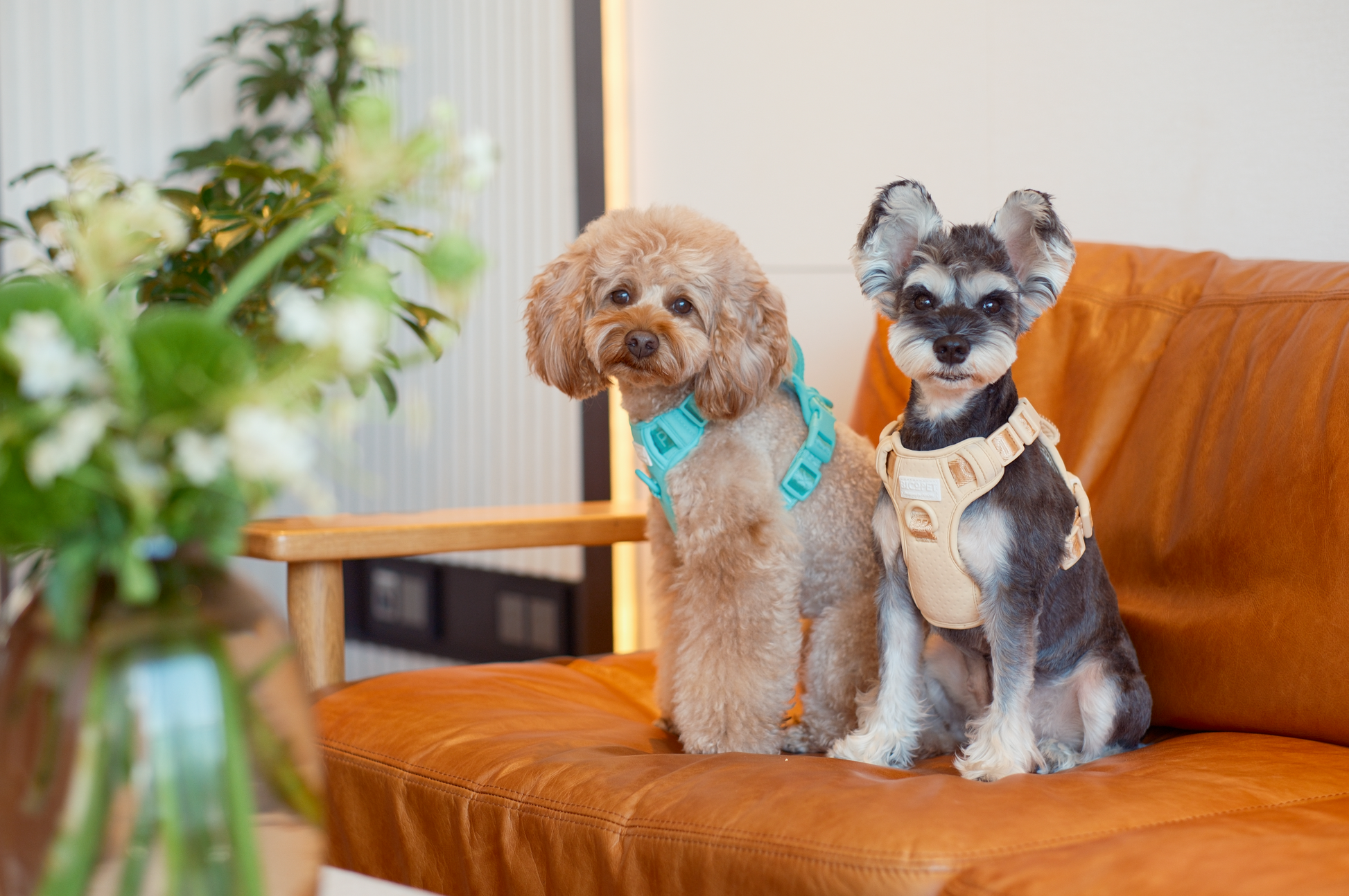 Dog Harness No Pull Active Fit Adjustable APRICOT Walking - gallery image 11