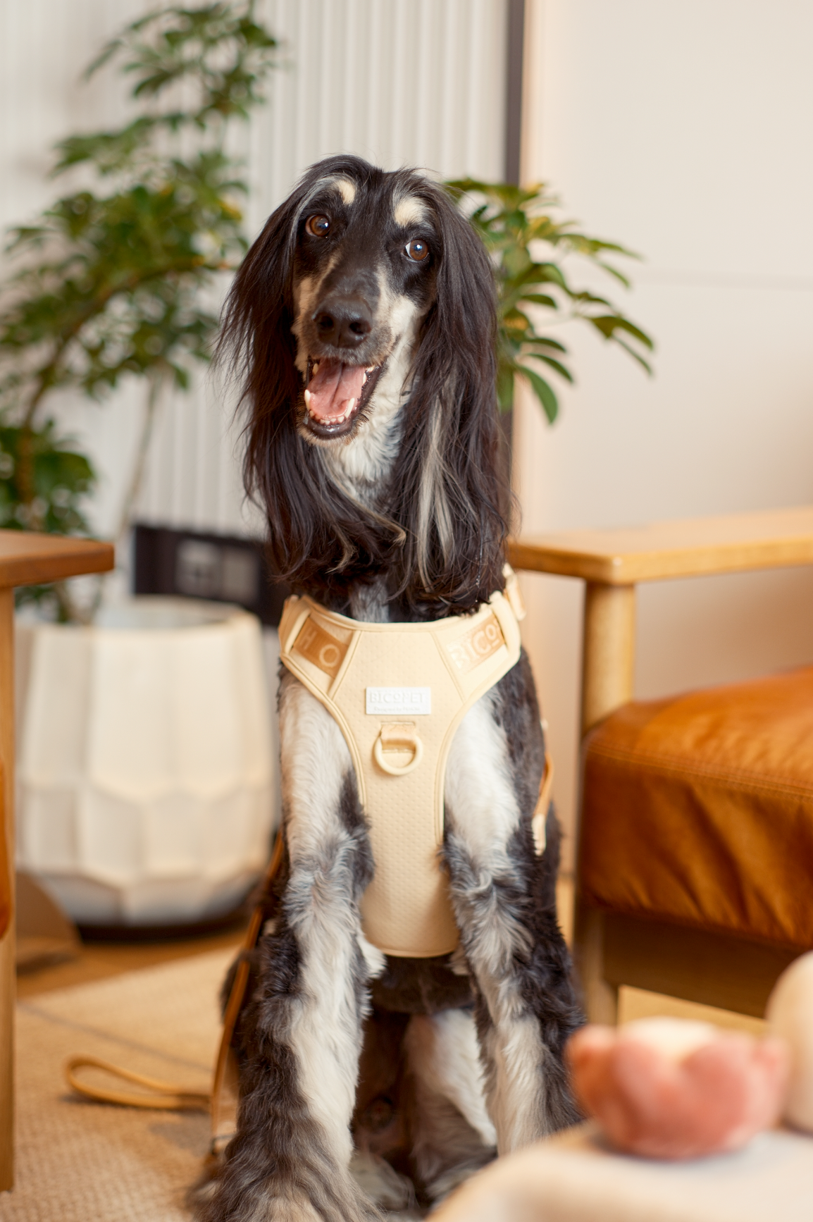Dog Harness No Pull Active Fit Adjustable APRICOT Walking - gallery image 6
