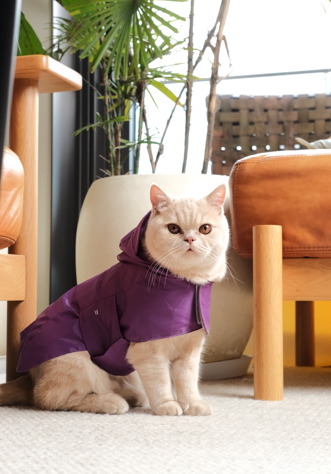 Capsule Raincoat Purple Dog Apparel Premium Pet Supply - gallery image 6