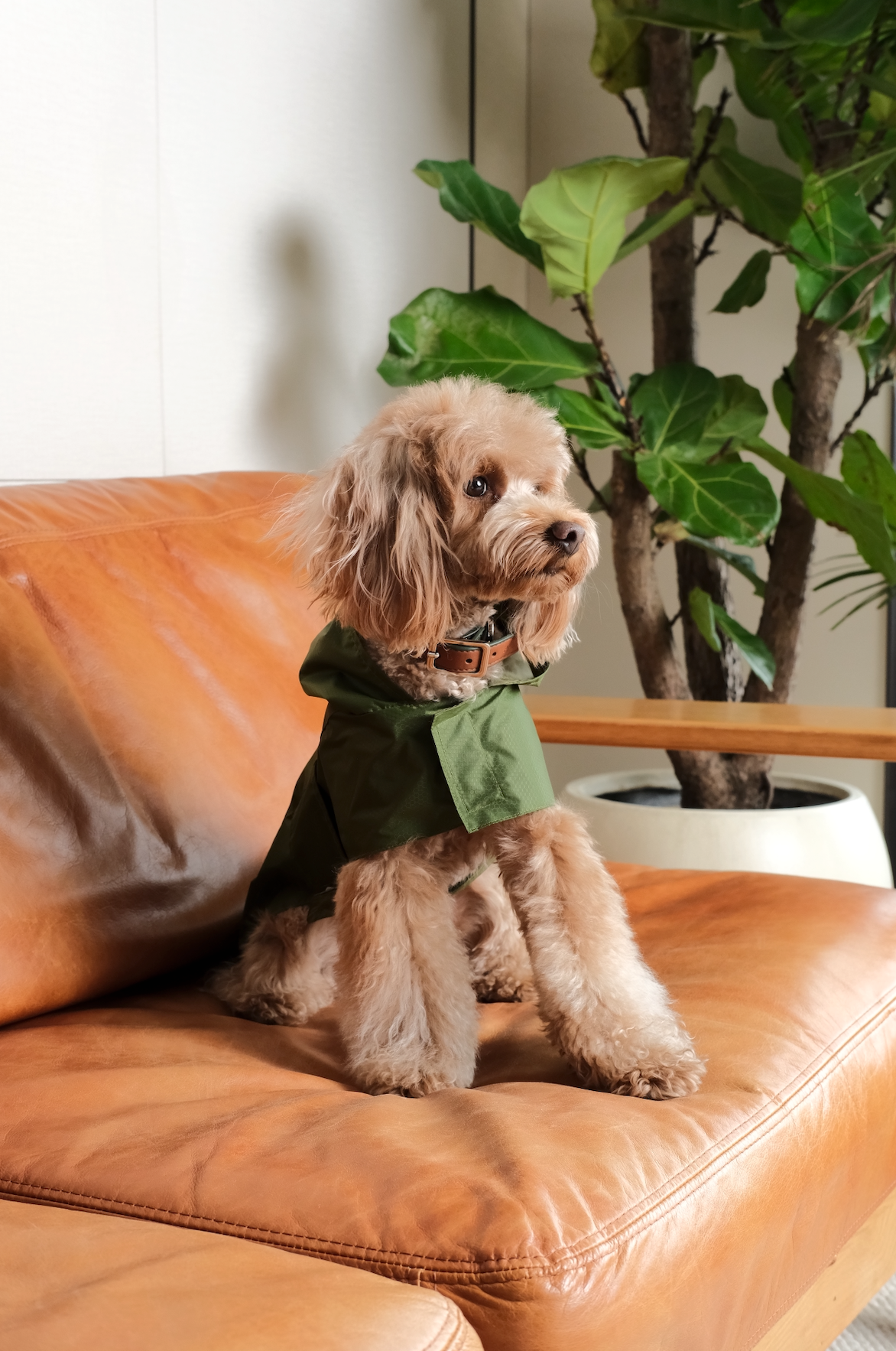 Capsule Raincoat Green Dog Apparel Premium Pet Supply - gallery image 7