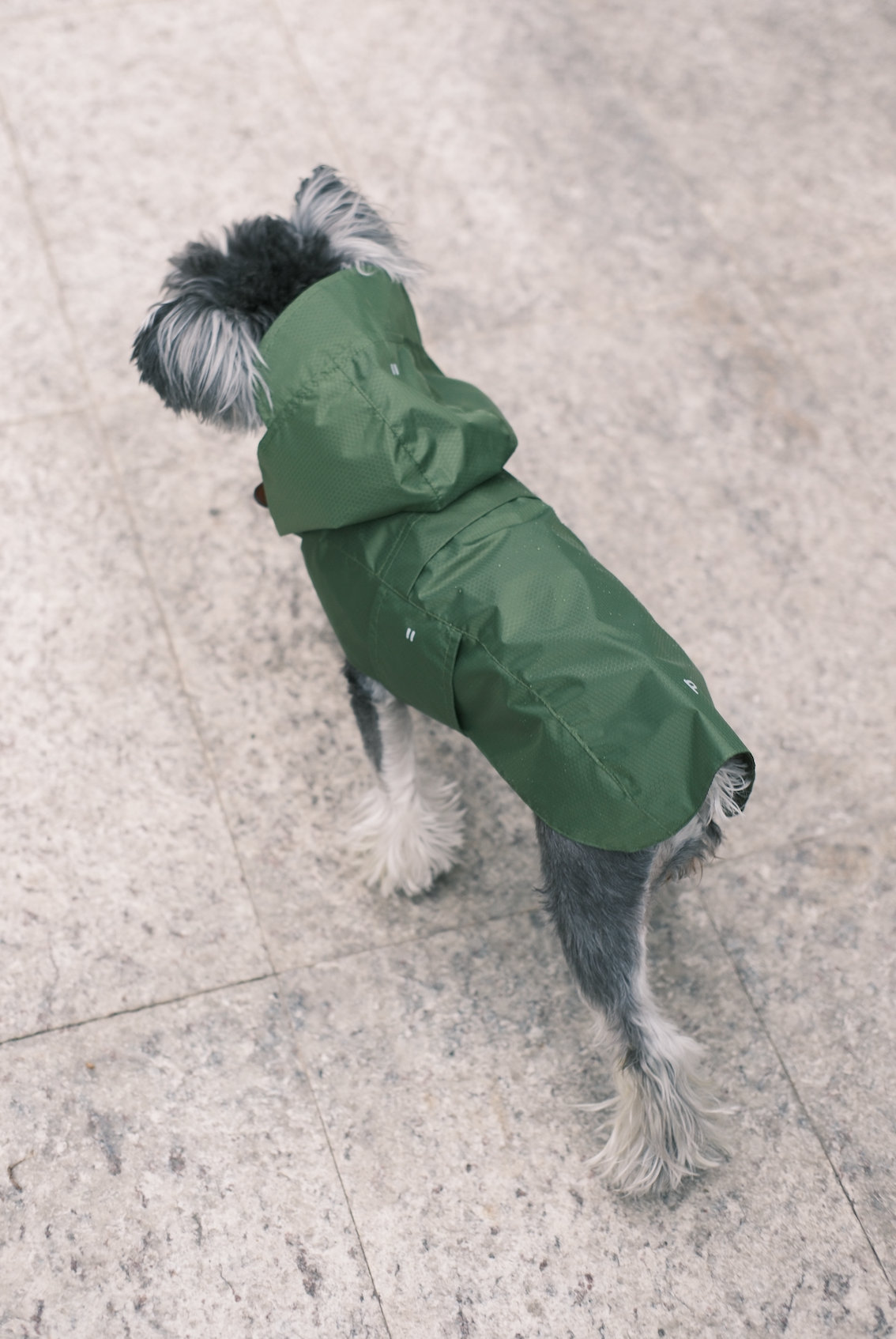 Capsule Raincoat Blue Dog Apparel Premium Pet Supply Premium - gallery image 11