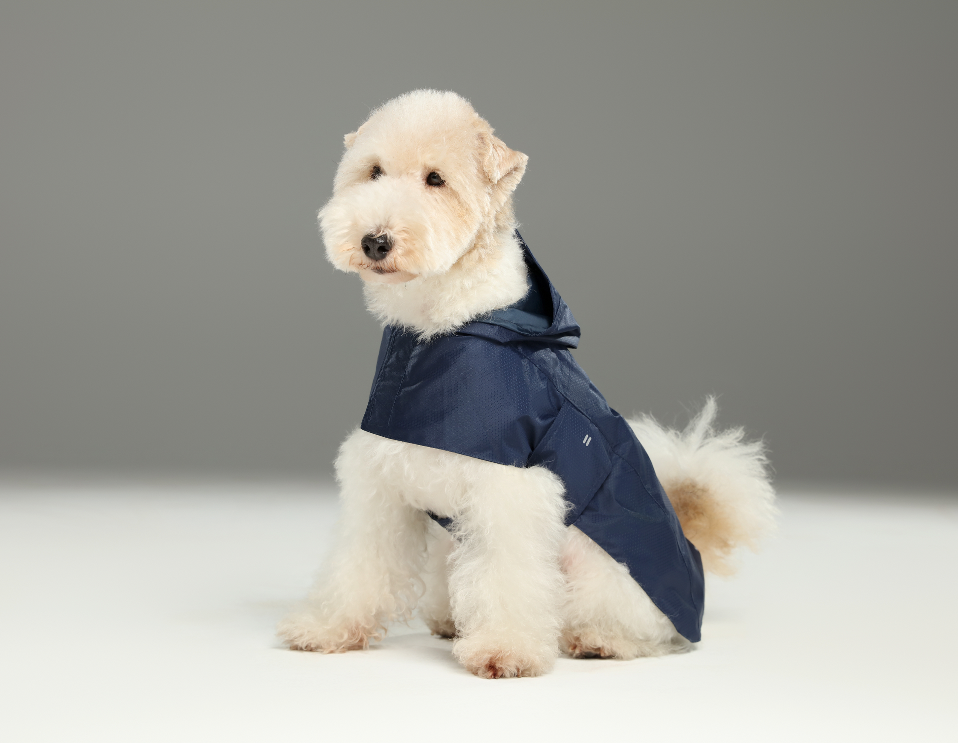 Capsule Raincoat Blue Dog Apparel Premium Pet Supply Premium - lifestyle view