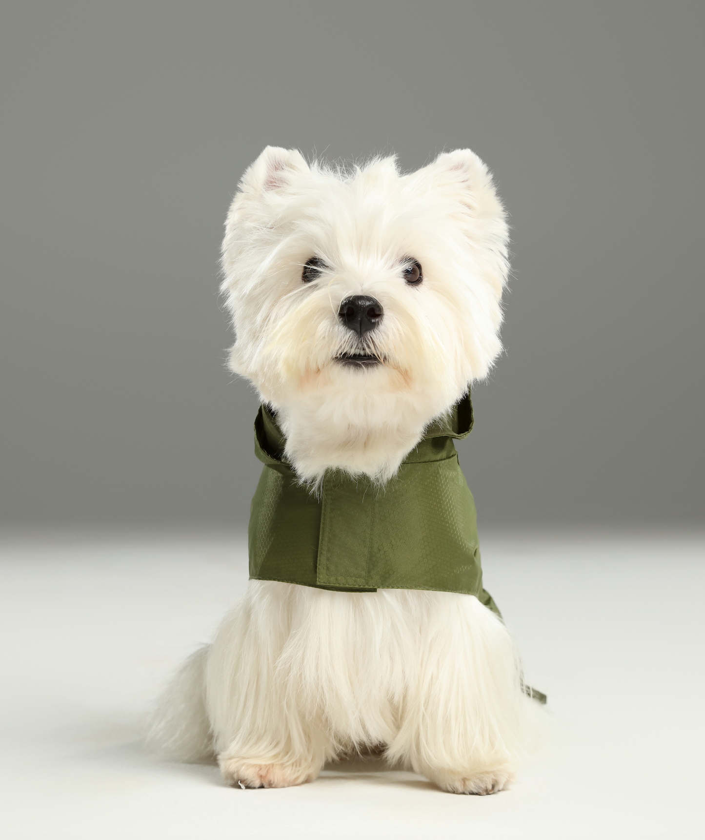 Capsule Raincoat Green Dog Apparel Premium Pet Supply - lifestyle view