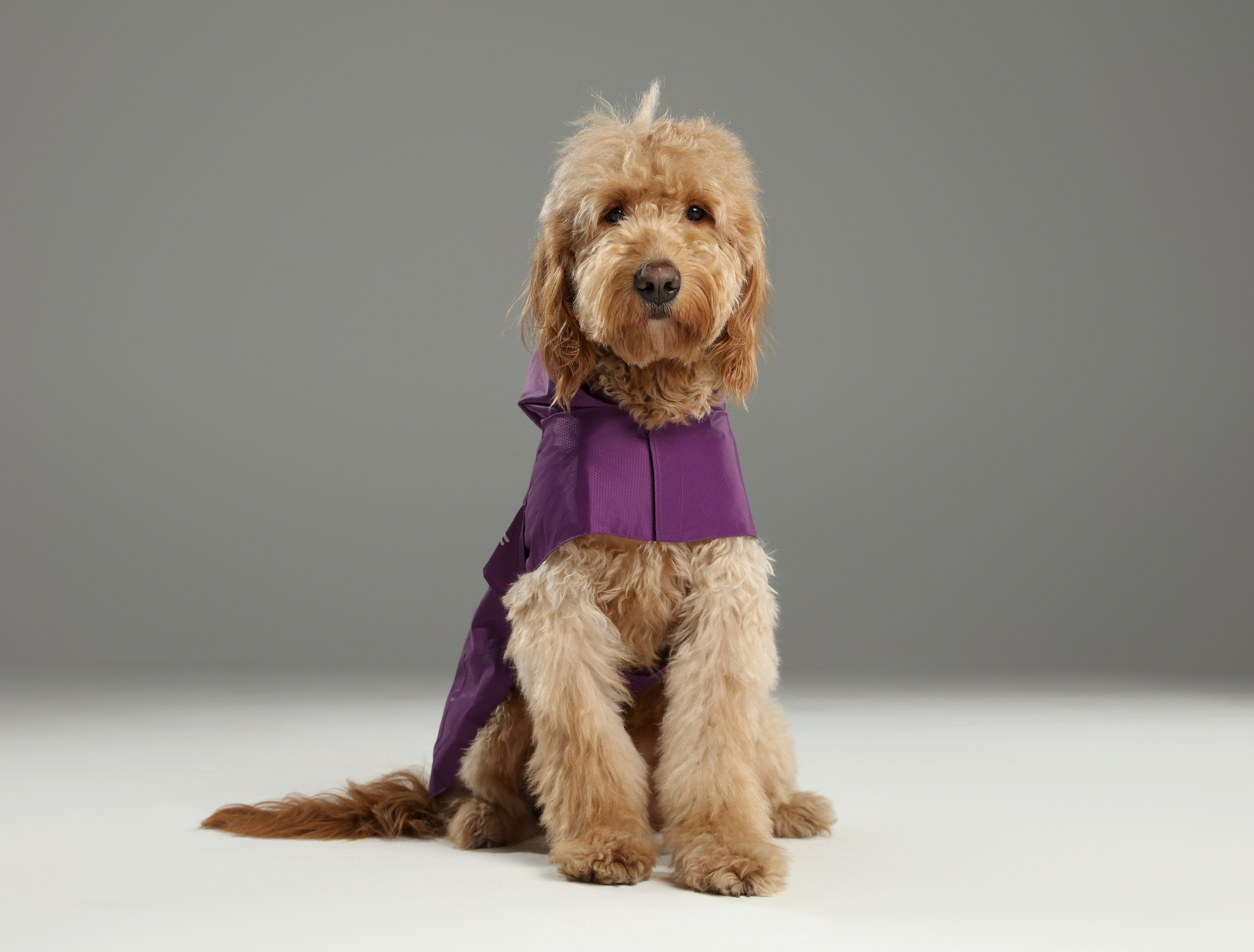 Capsule Raincoat Purple Dog Apparel Premium Pet Supply - gallery image 8