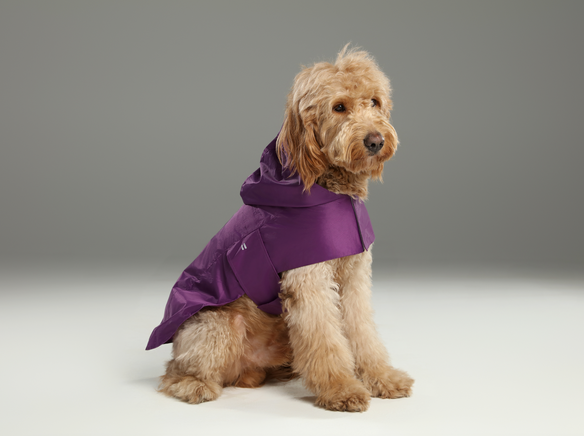 Capsule Raincoat Purple Dog Apparel Premium Pet Supply - gallery image 7