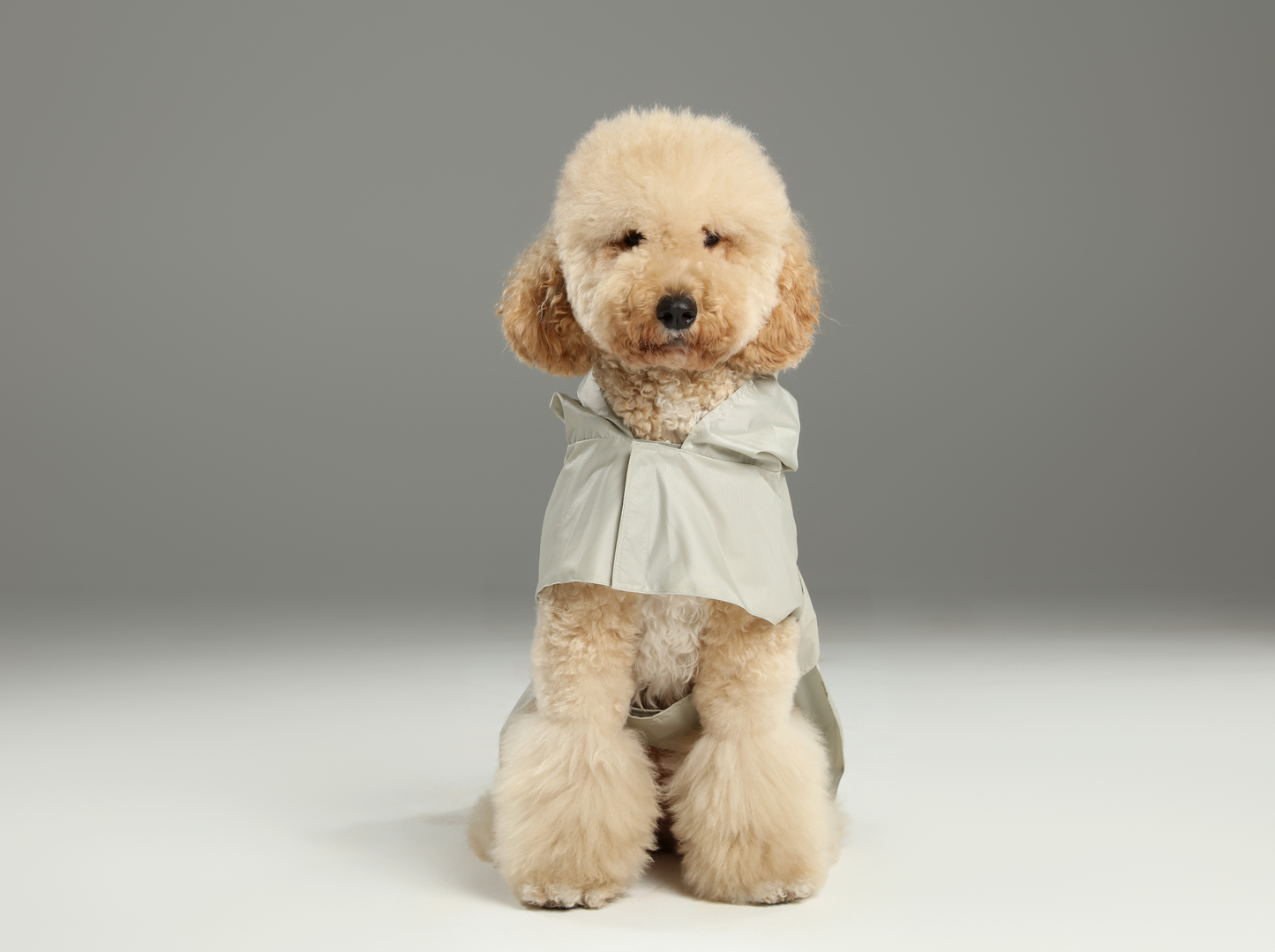 Capsule Raincoat Beige Dog Apparel Premium Pet Supply - lifestyle view