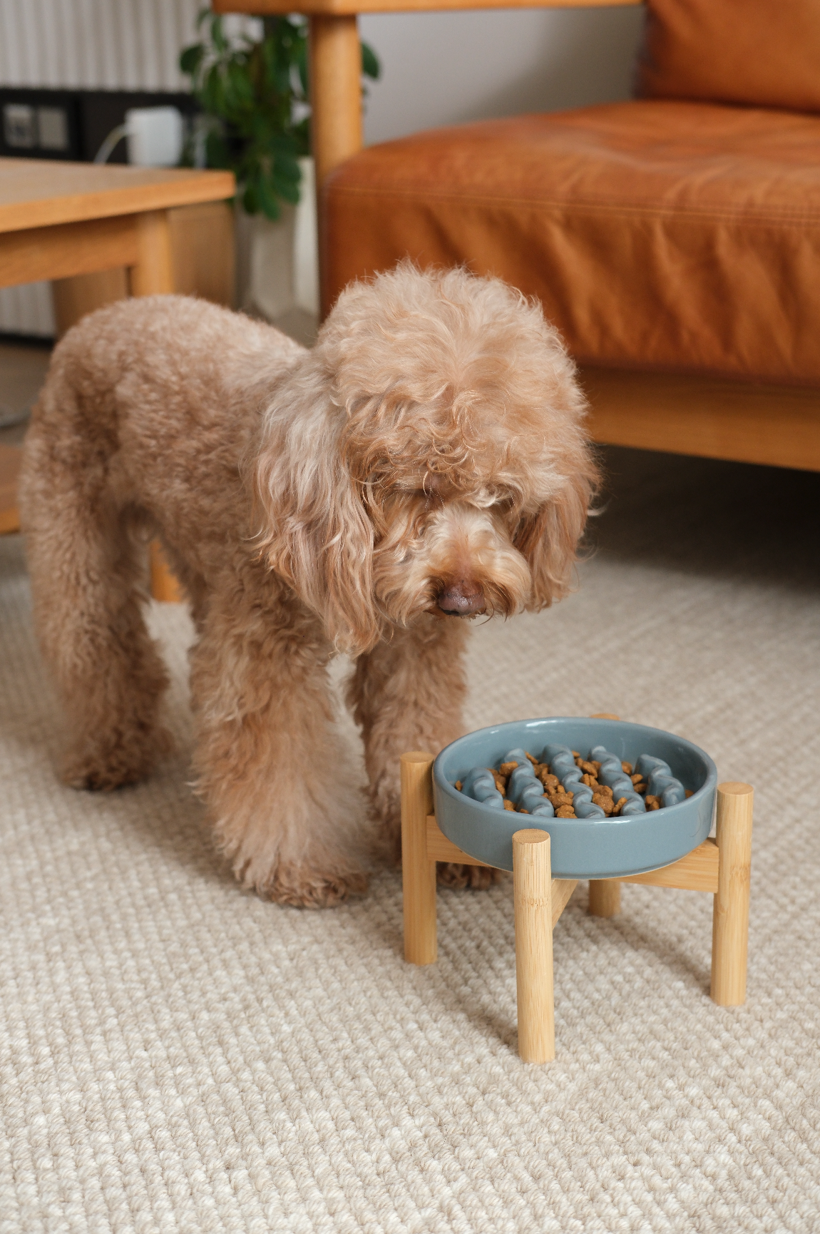 Pet Feeders & Bowls Adjustable Yellow Premium Pet Supply - gallery image 9