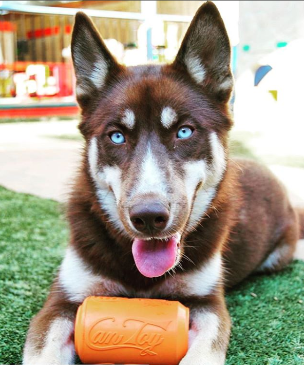 Can Toy Rubber Dog Chew Toy For Average Chewers Treat USA - gallery image 7