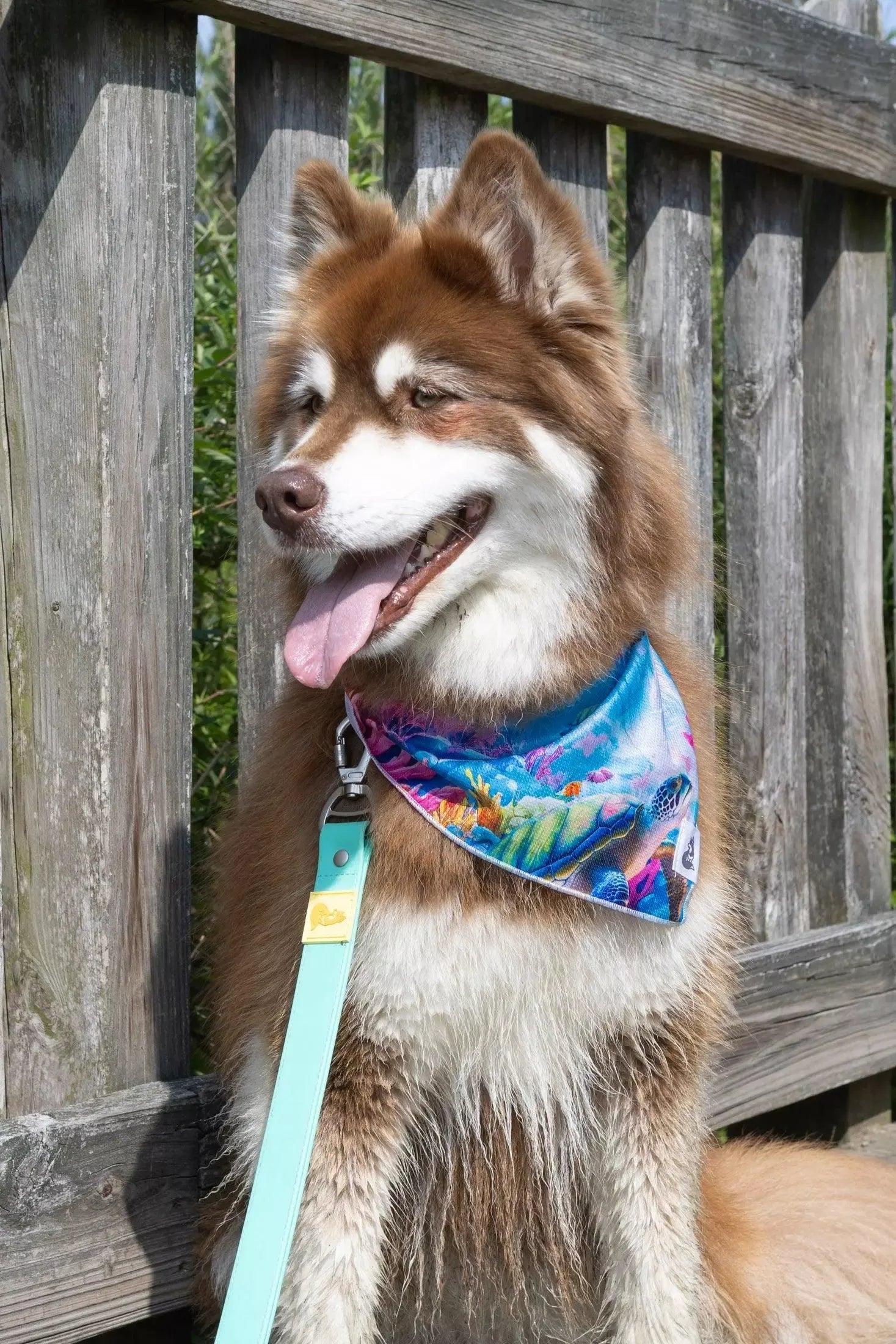 Sea Turtle Swim Dog Bandana Dog Bandanas Premium Pet Supply - detail view