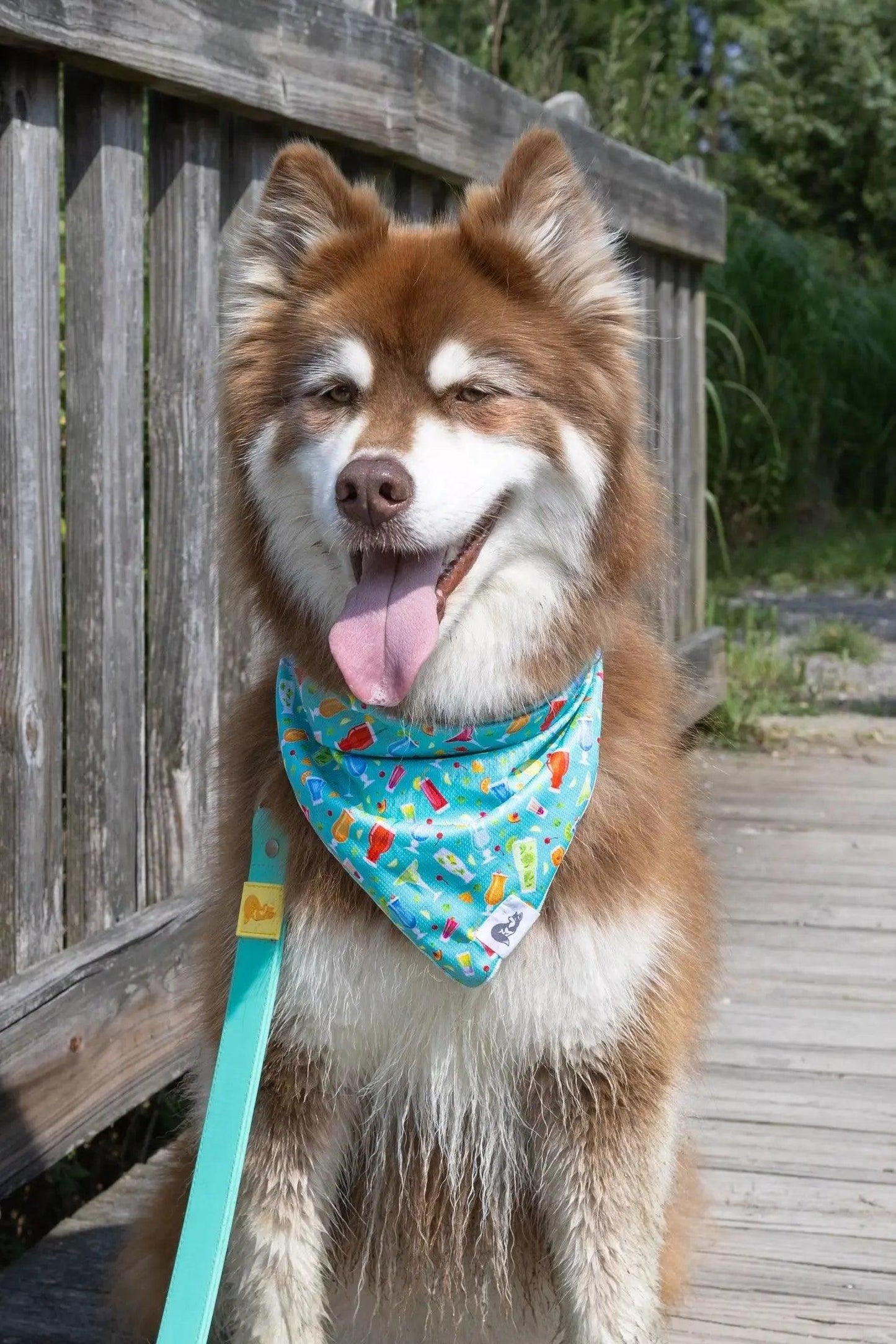 Seaside Sips Dog Bandana Dog Bandanas Premium Pet Supply - detail view