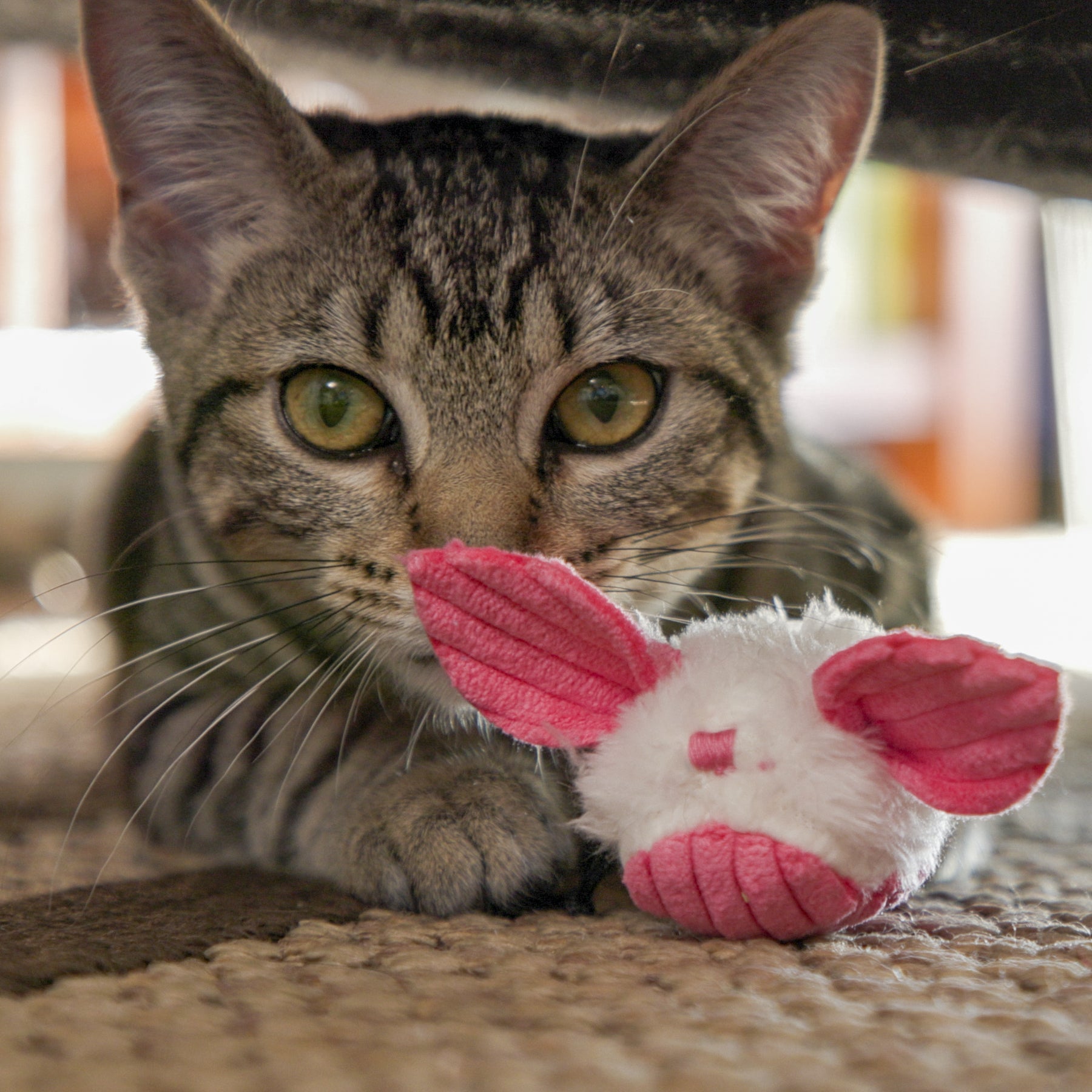 Cat Toy HuggleKats Dust Bunnies Toys Pack for Daily Use main product image for dogs and cats