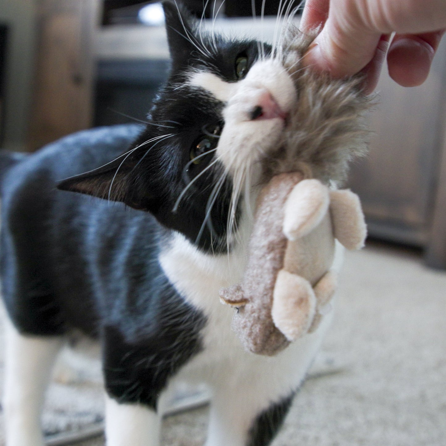 Cat Toy HuggleKats Wee Fellar Squirrelie Toy for Daily Use main product image for dogs and cats