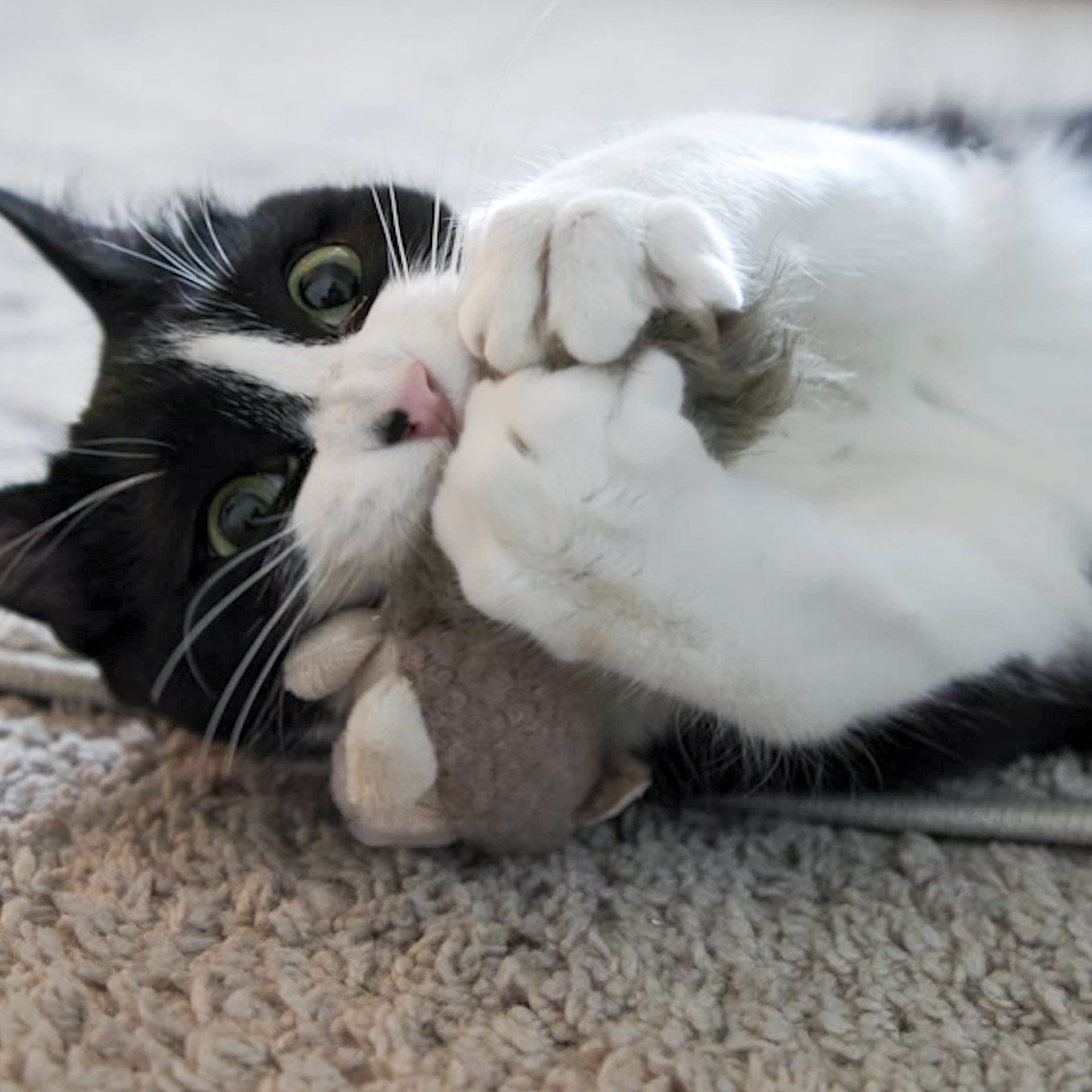 Cat Toy HuggleKats Wee Fellar Squirrelie Toy for Daily Use main product image for dogs and cats