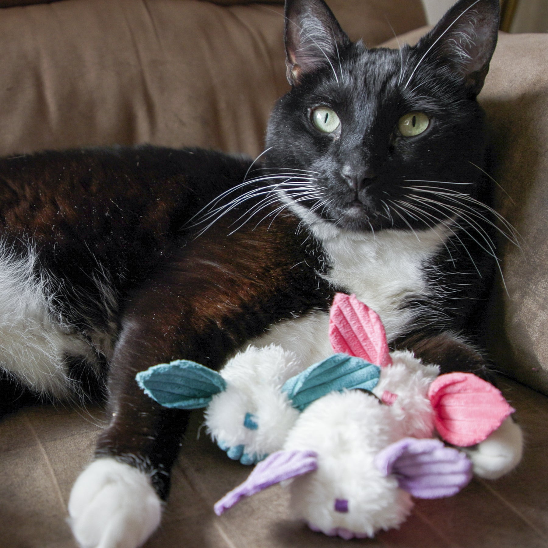 Cat Toy HuggleKats Dust Bunnies Toys Pack for Daily Use main product image for dogs and cats
