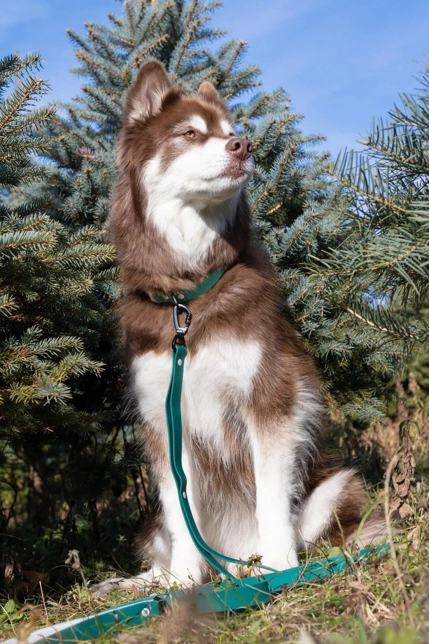 Siberian Spruce Waterproof Dog Collar Adjustable Dog Walking - lifestyle view
