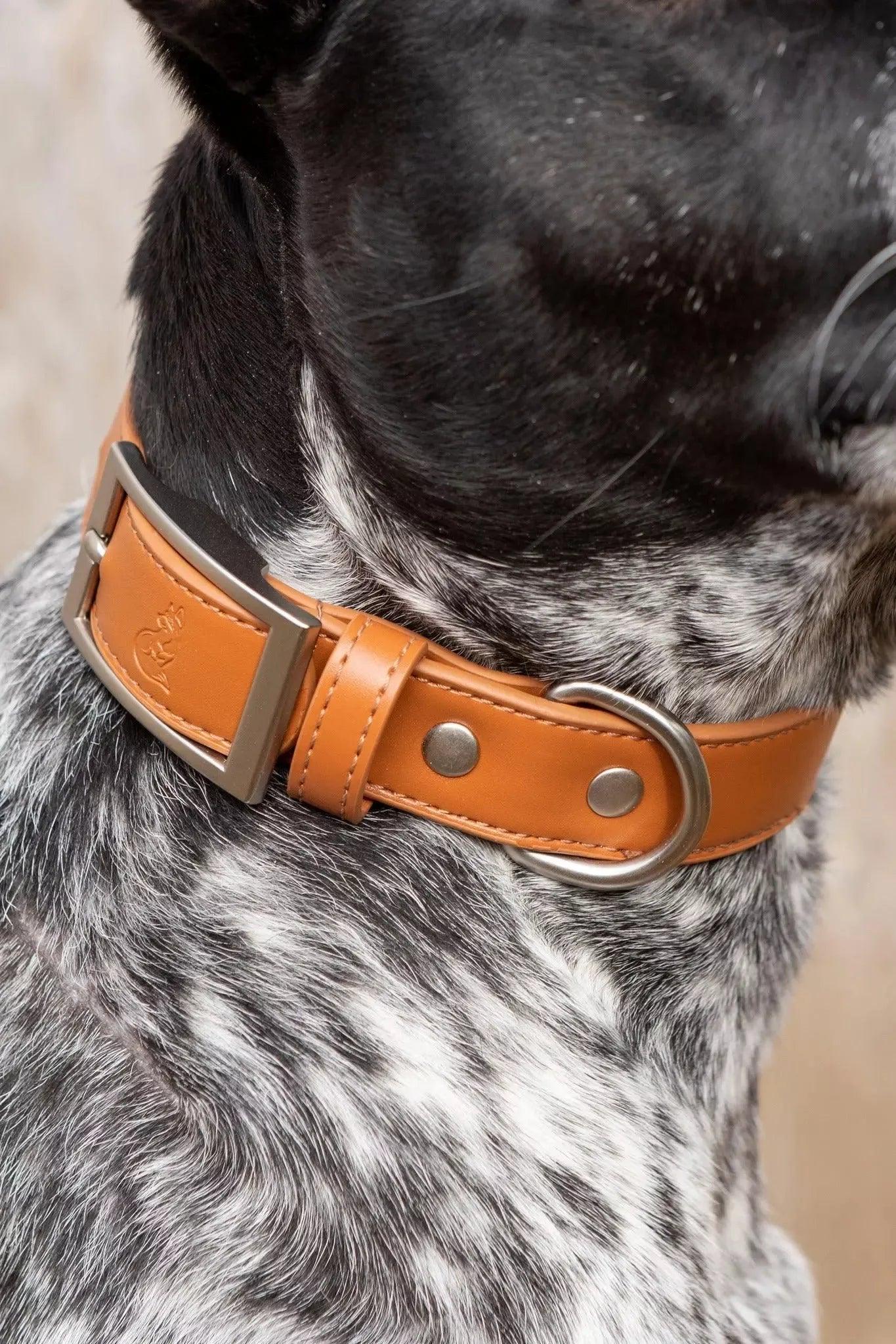 Sierra Sunrise Vegan Leather Dog Collar Adjustable Dog Gear - detail view