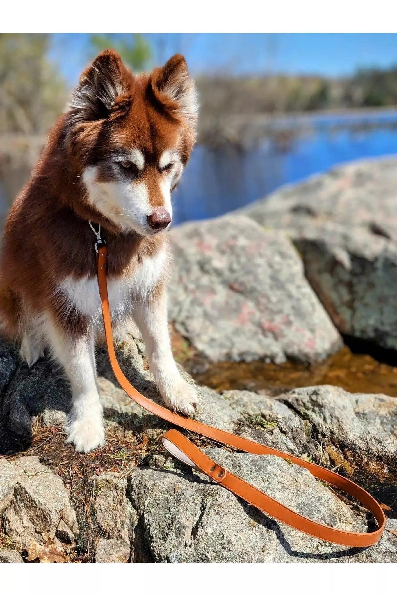 Sierra Sunrise Vegan Leather Dog Leash Adjustable Dog Gear - main product image