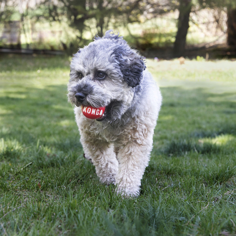 KONG Signature Balls 2 Pack Fetch Dog Toy Durable Play - detail view
