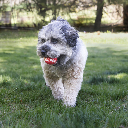 KONG Signature Balls 2 Pack Fetch Dog Toy Durable Play - detail view