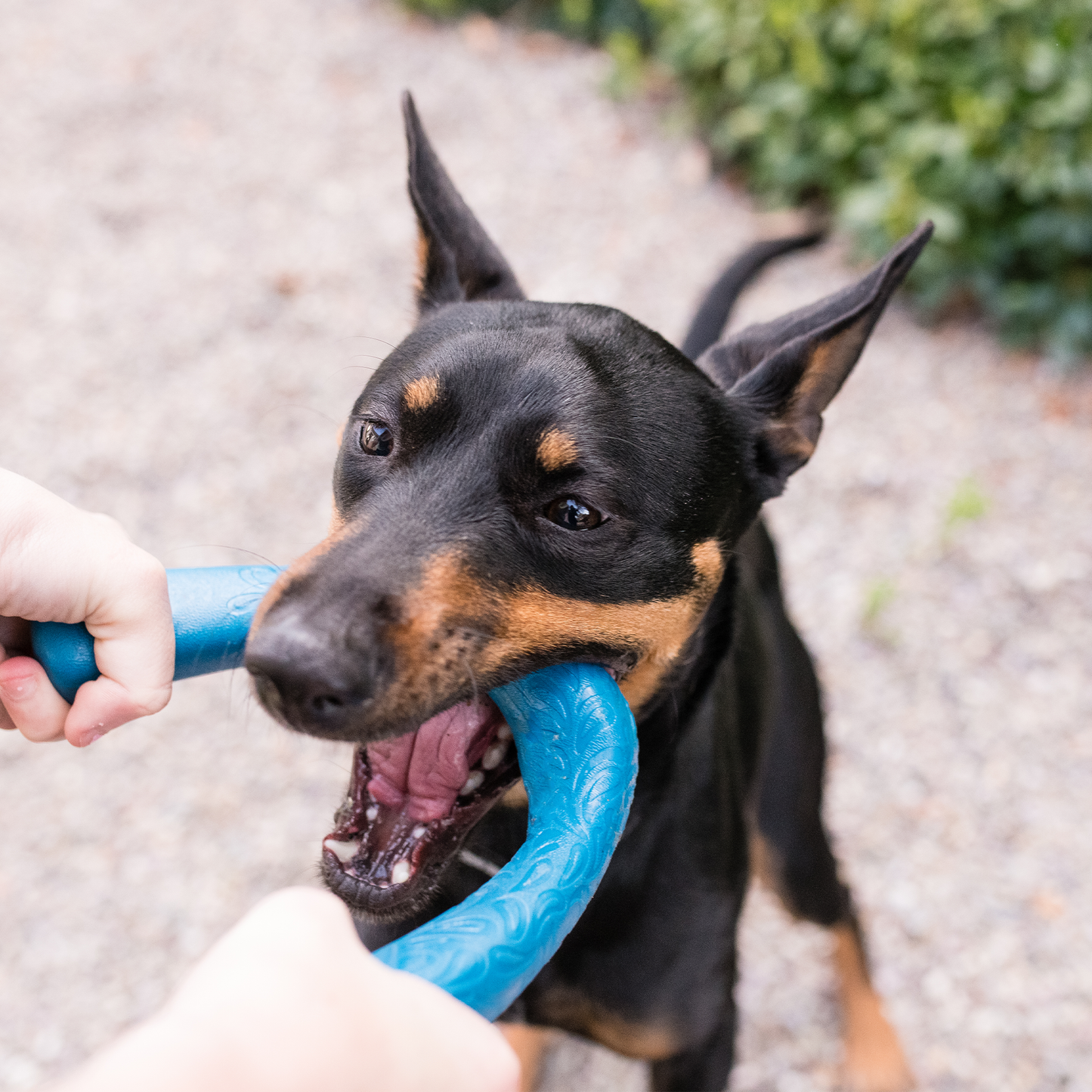 Snorkl Interactive Dog Toy Durable Play Premium - lifestyle view