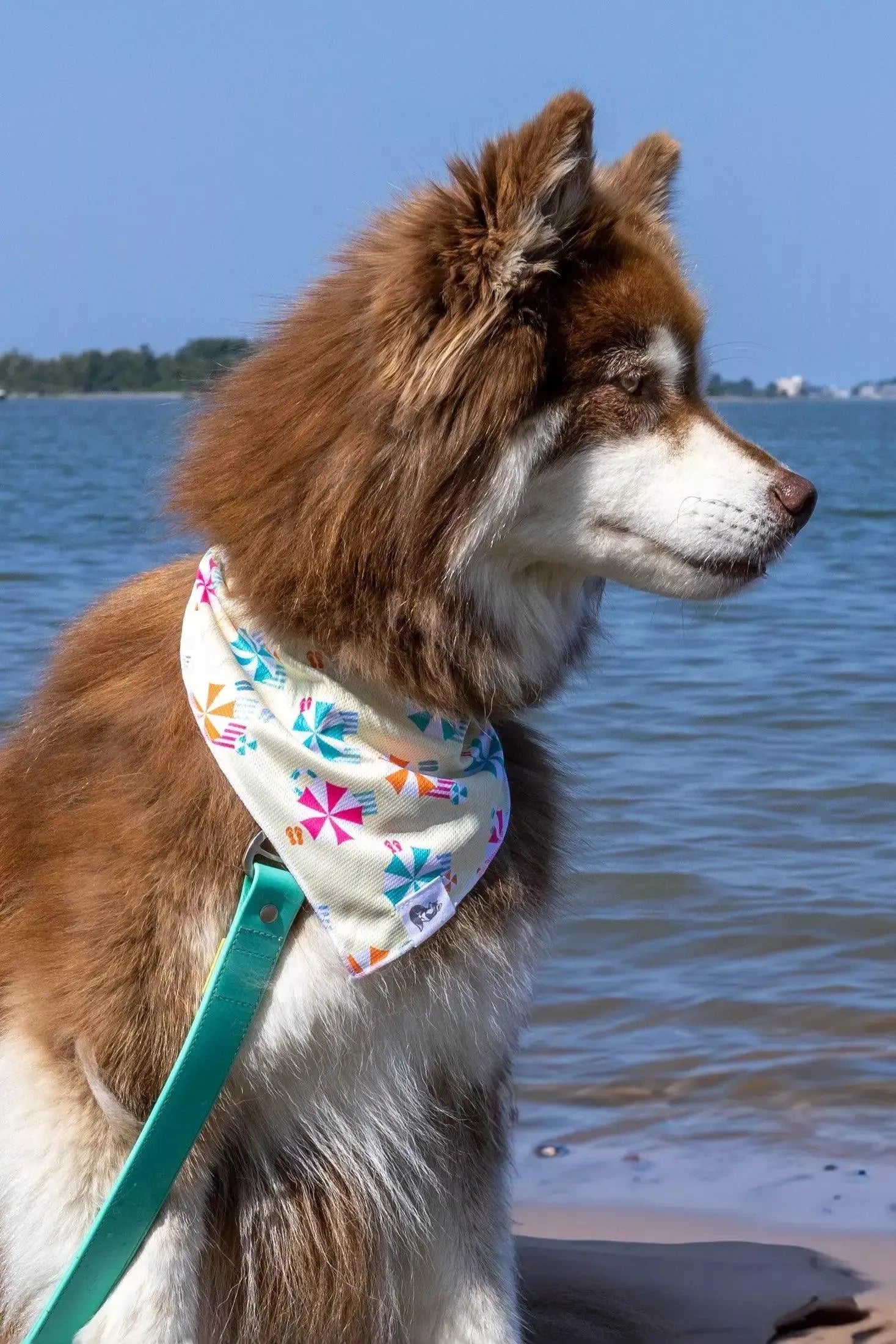Sun Shade Dog Bandana Matching Keychain Dog Bandanas Premium - lifestyle view