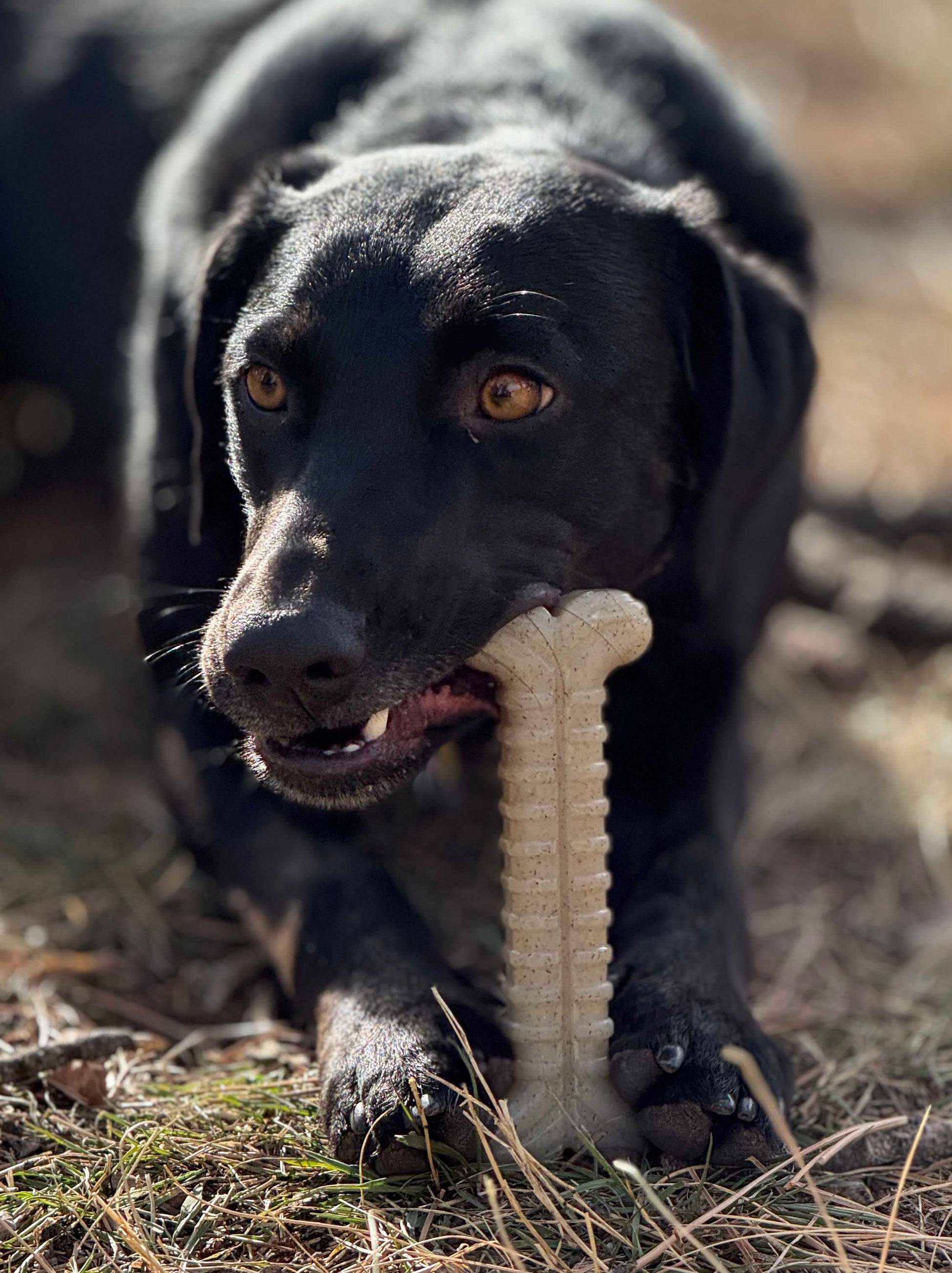 Tough Bone Nylon Chew Bone Ultra Durable Dog Toy For Chewers - gallery image 6