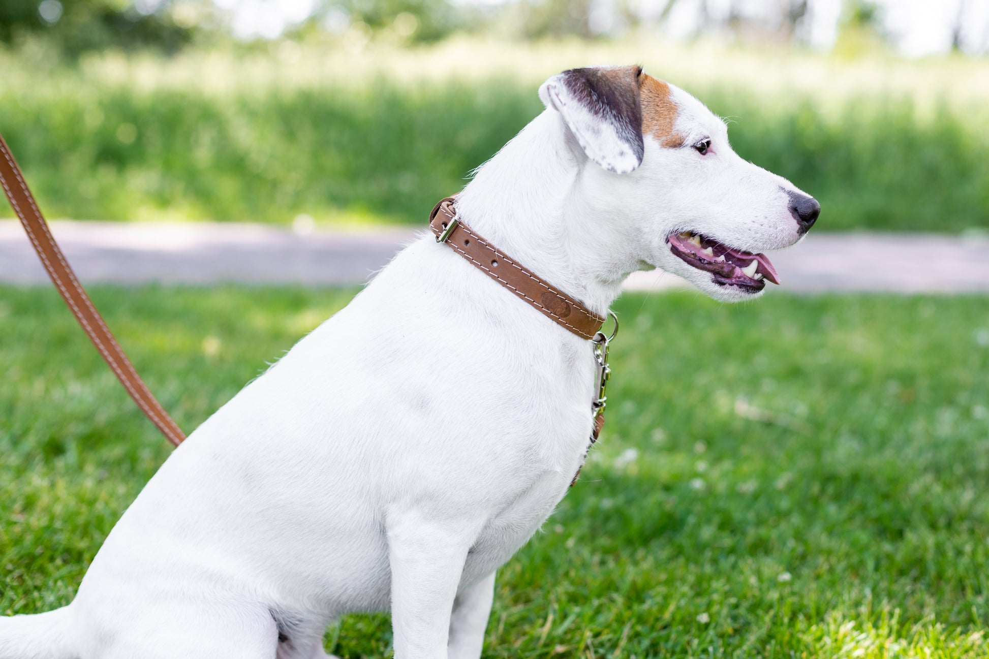 Dog Collar Pro Line Hunting Leather Collar and Leash Set - gallery product image for dog collar