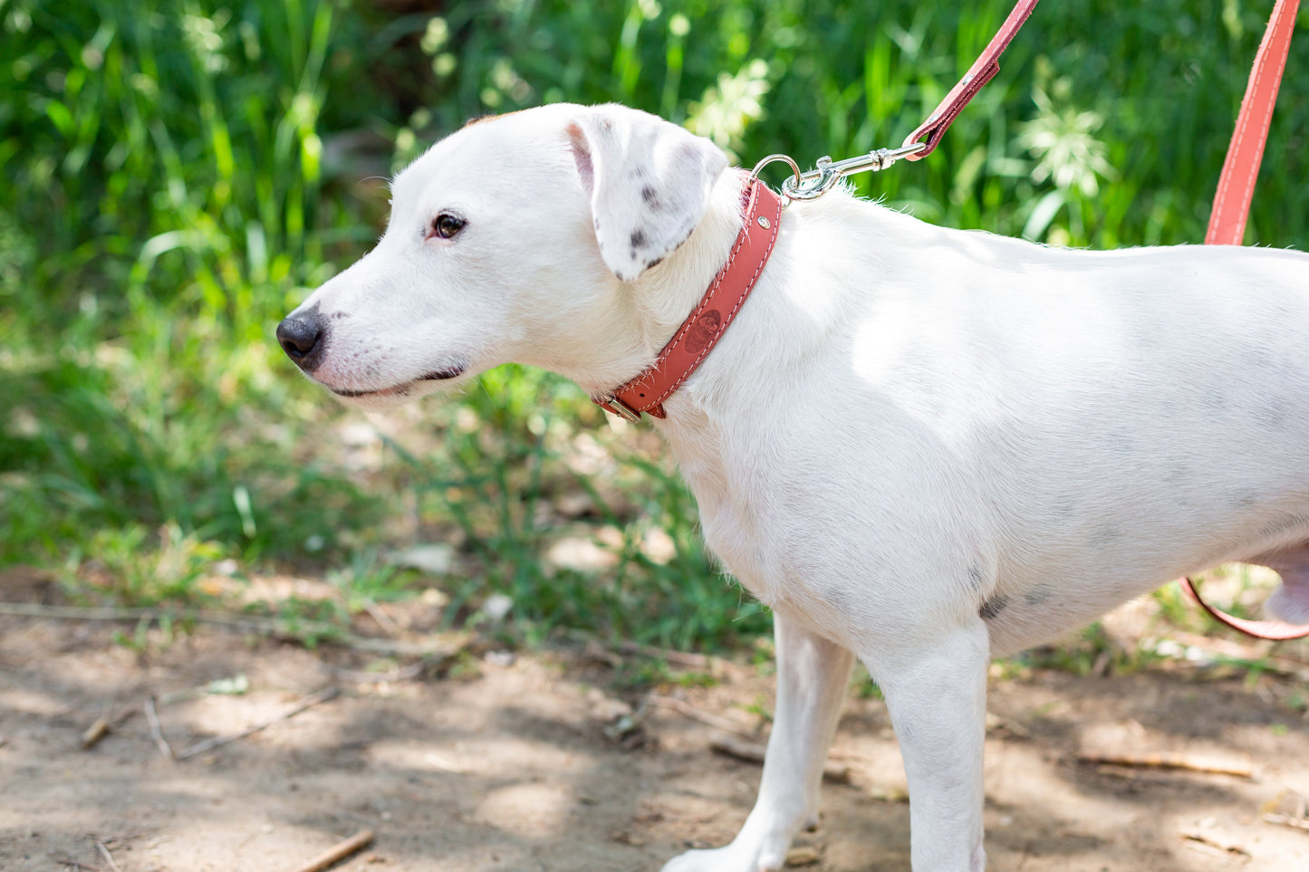 Dog Collar Pro Line Hunting Leather Collar and Leash Set - gallery product image for dog collar